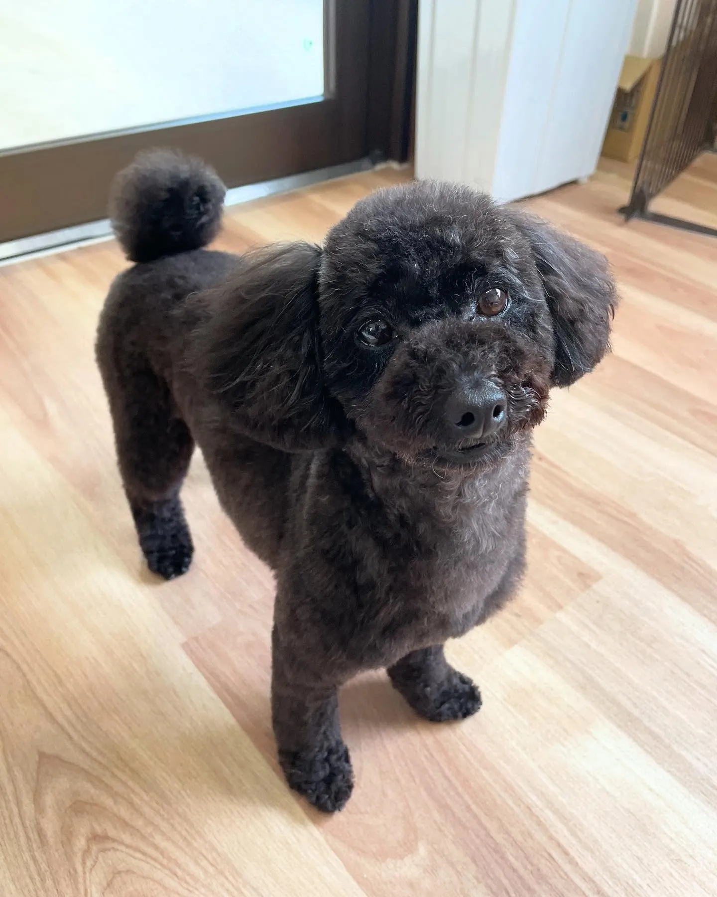 🍃今日のトリミング🍃プードル🐶｜名東区・千種区・守山区の動物...