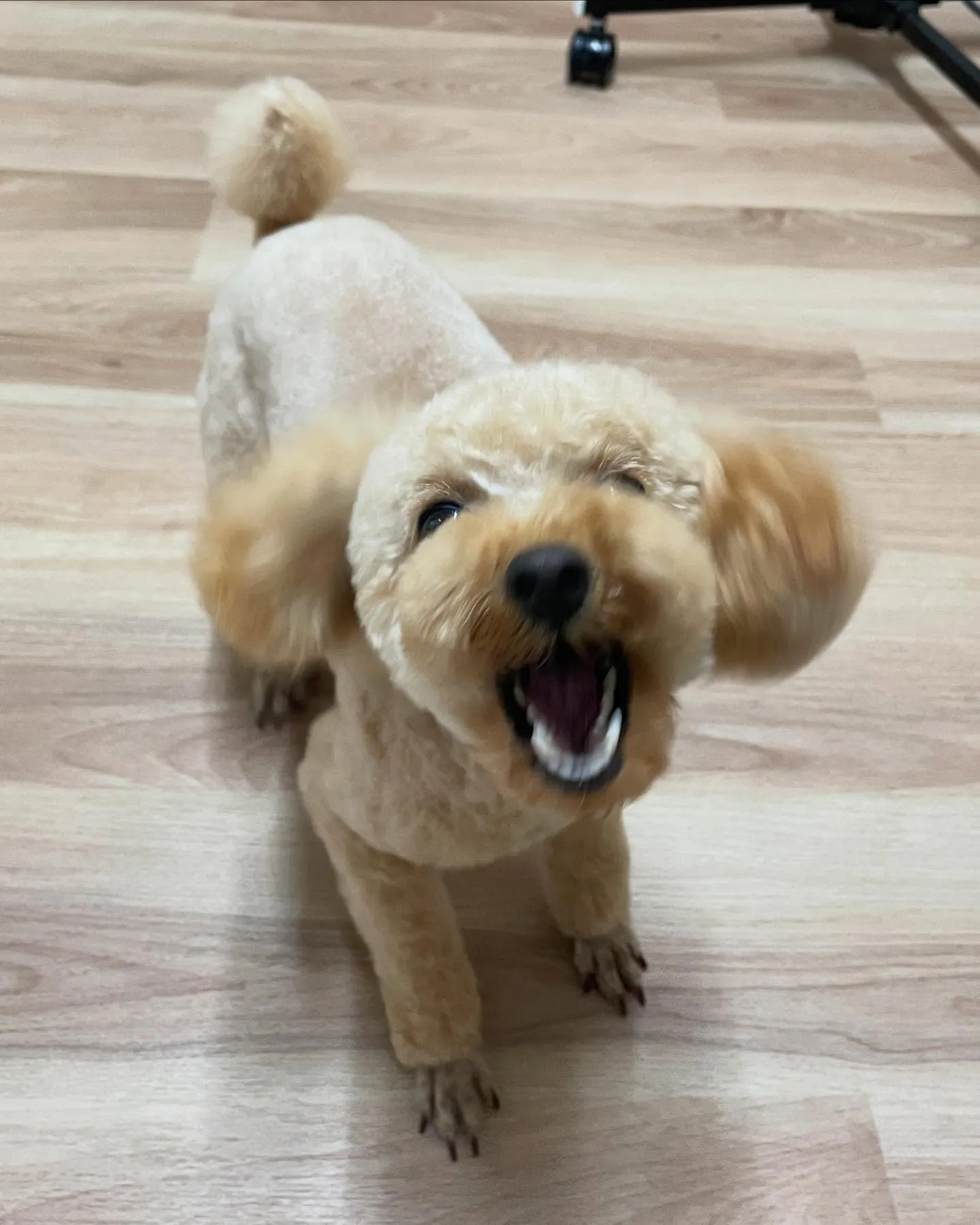 🍃今日のトリミング🍃プードル🐶｜名東区・千種区・守山区の動物...
