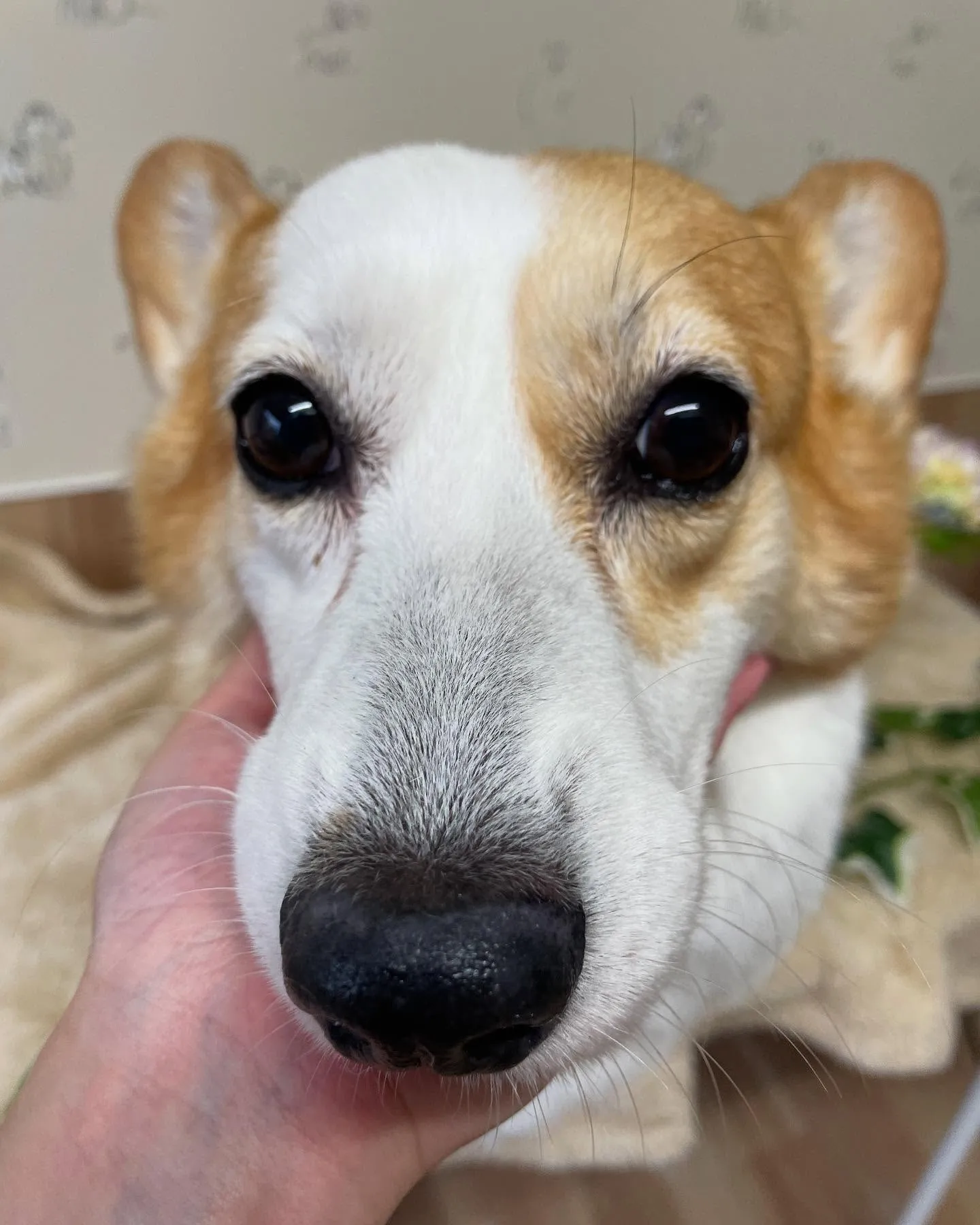 🍃今日のトリミング🍃コーギー🐶｜名東区・千種区・守山区の動物...