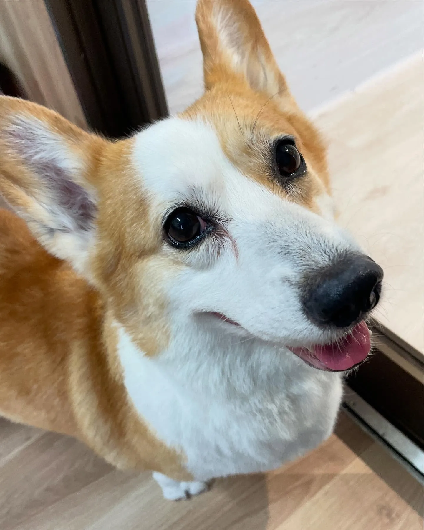 🍃今日のトリミング🍃コーギー🐶｜名東区・千種区・守山区の動物...