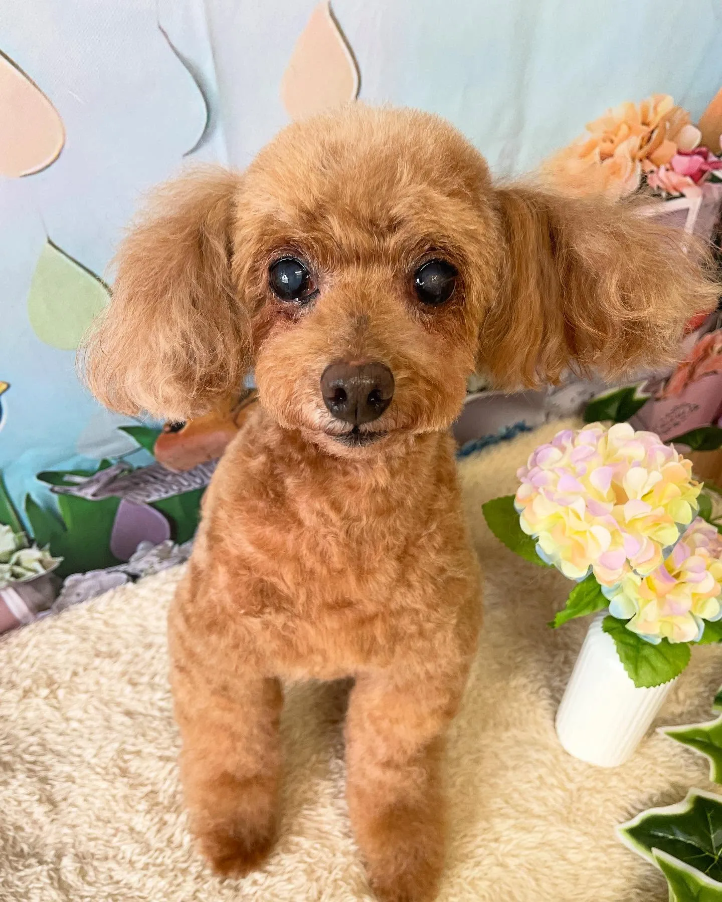 🍃今日のトリミング🍃プードル🐶｜名東区・千種区・守山区の動物...