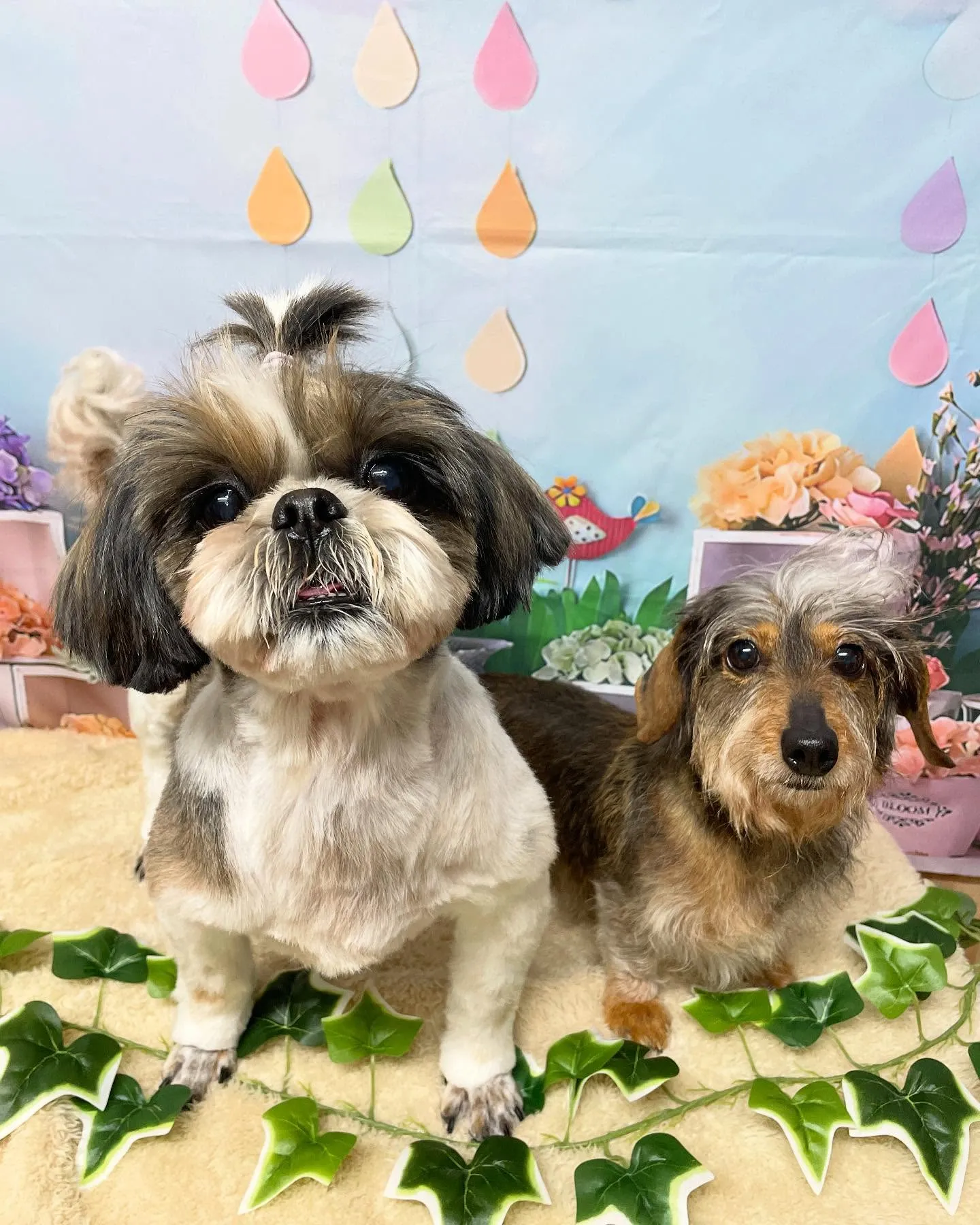 🍃今日のトリミング🍃シーズー🐶ダックス🐶｜名東区・千種区・守...