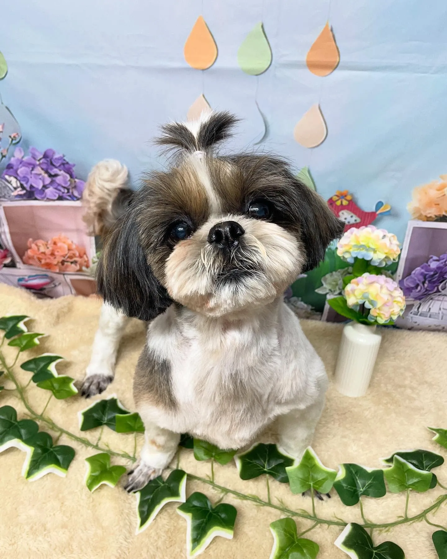 🍃今日のトリミング🍃シーズー🐶ダックス🐶｜名東区・千種区・守...