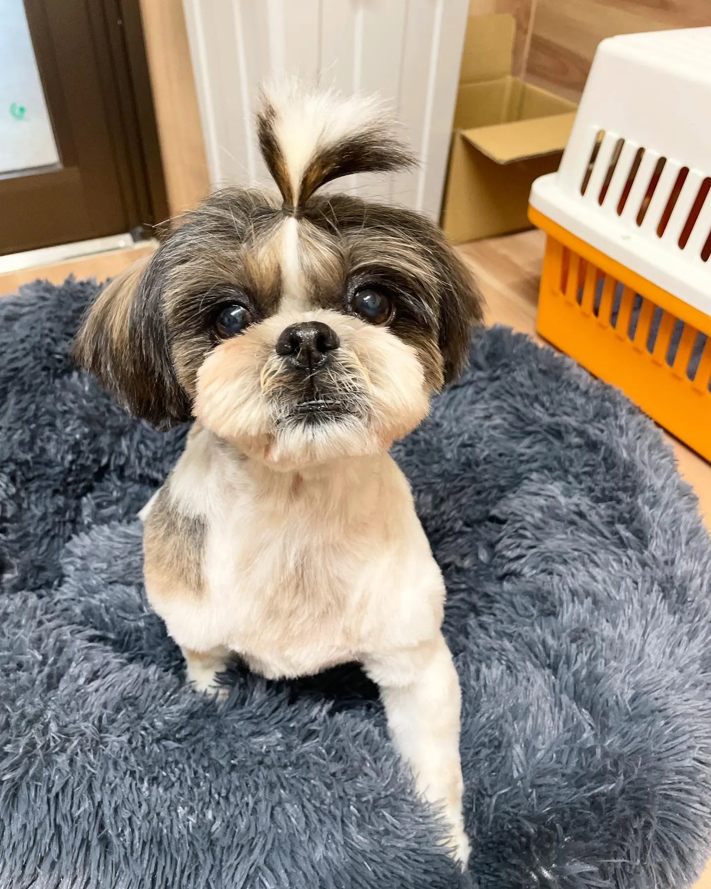🍃今日のトリミング🍃シーズー🐶ダックス🐶｜名東区・千種区・守...