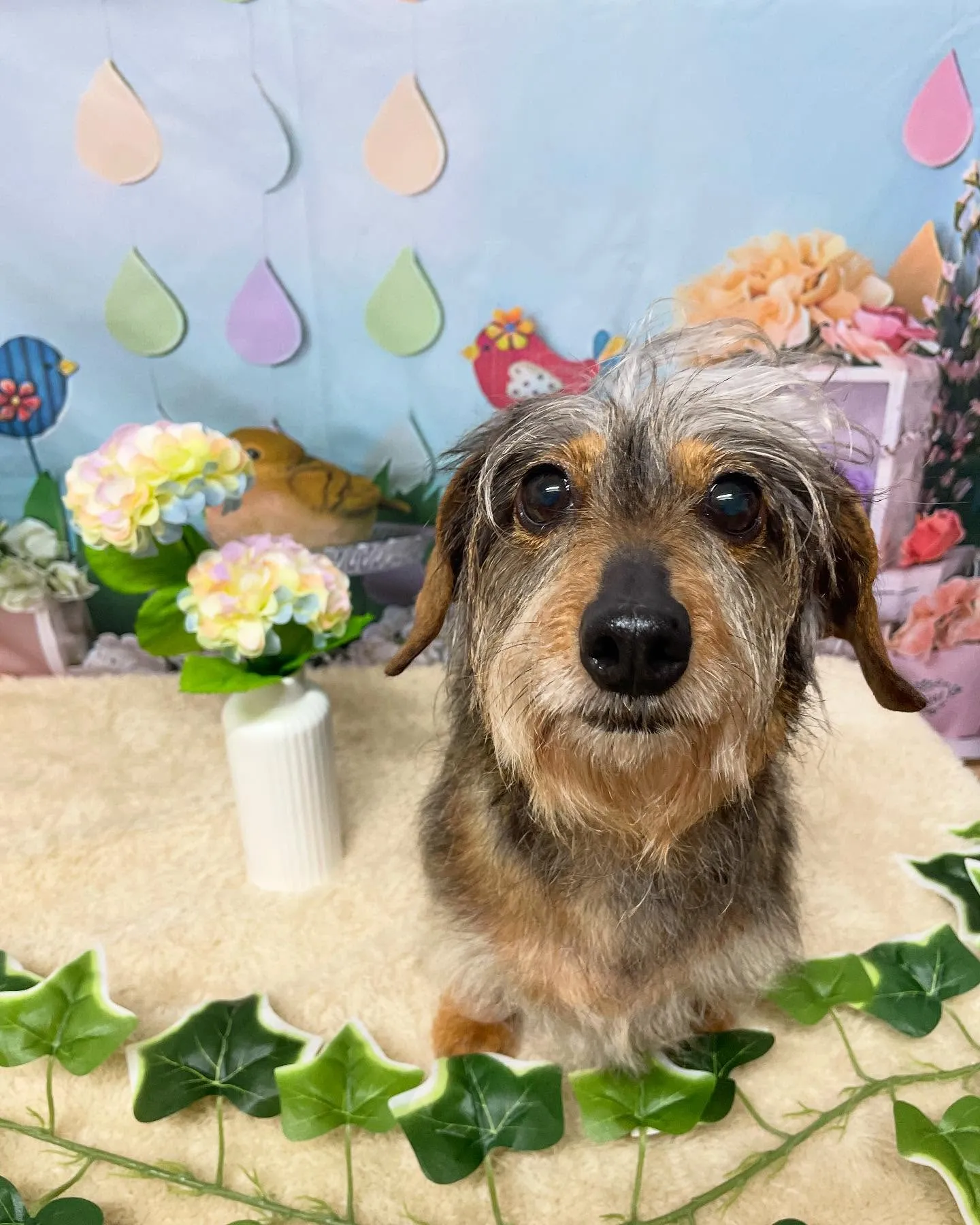 🍃今日のトリミング🍃シーズー🐶ダックス🐶｜名東区・千種区・守...