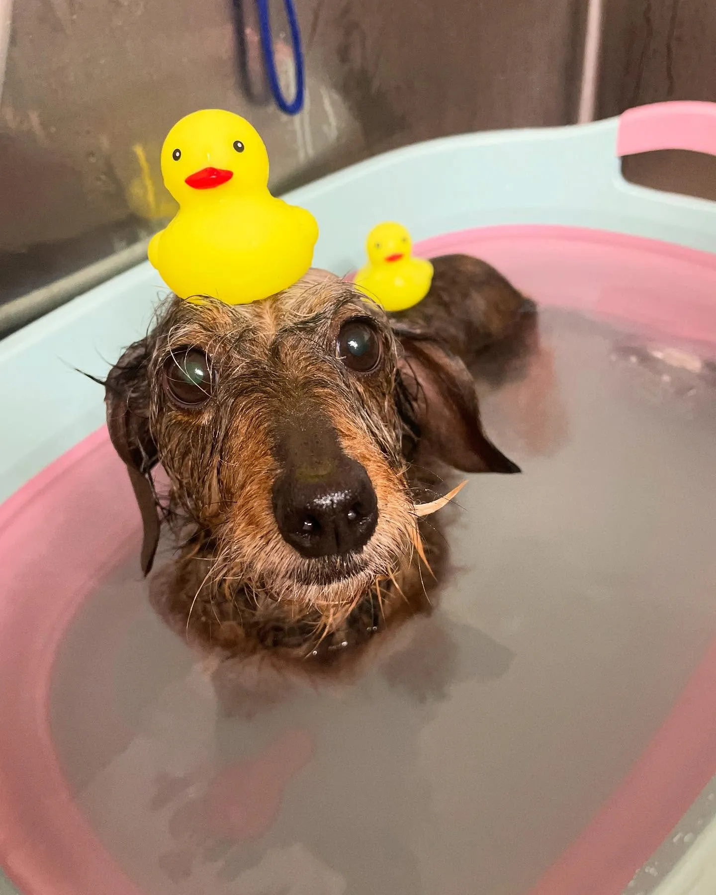 🍃今日のトリミング🍃シーズー🐶ダックス🐶｜名東区・千種区・守...