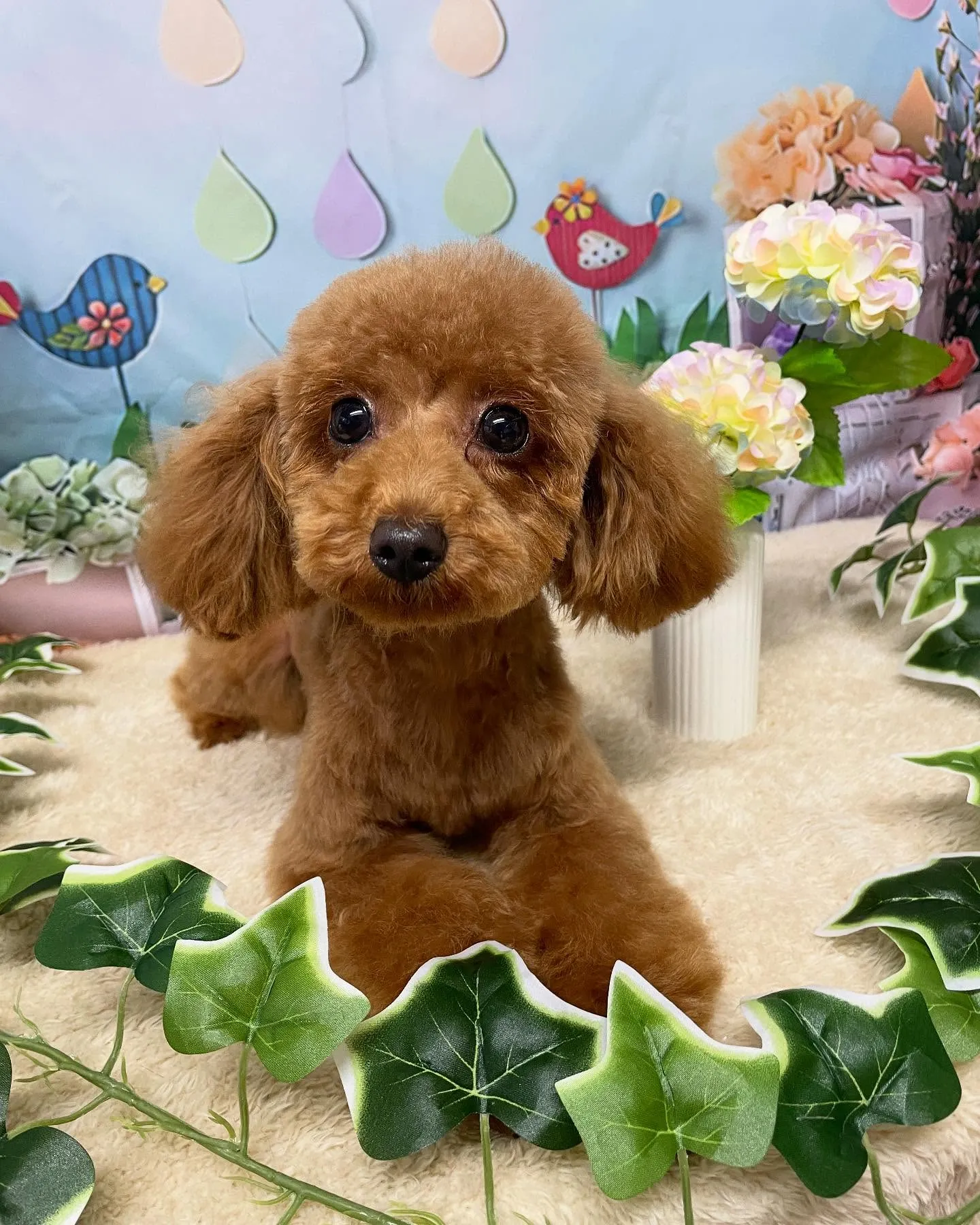 🍃今日のトリミング🍃プードル🐶｜名東区・千種区・守山区の動物...