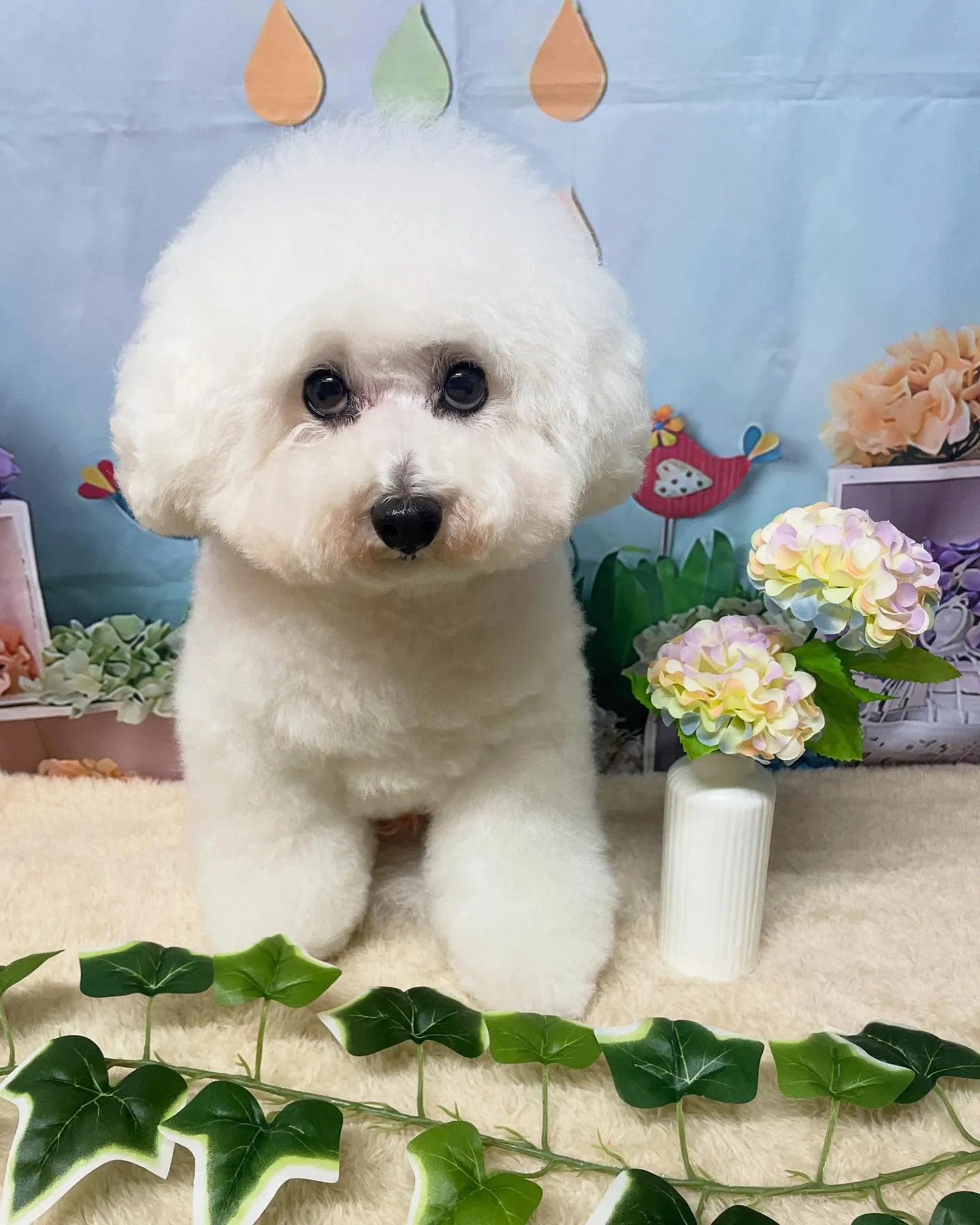 🍃今日のトリミング🍃プードル🐶｜名東区・千種区・守山区の動物...