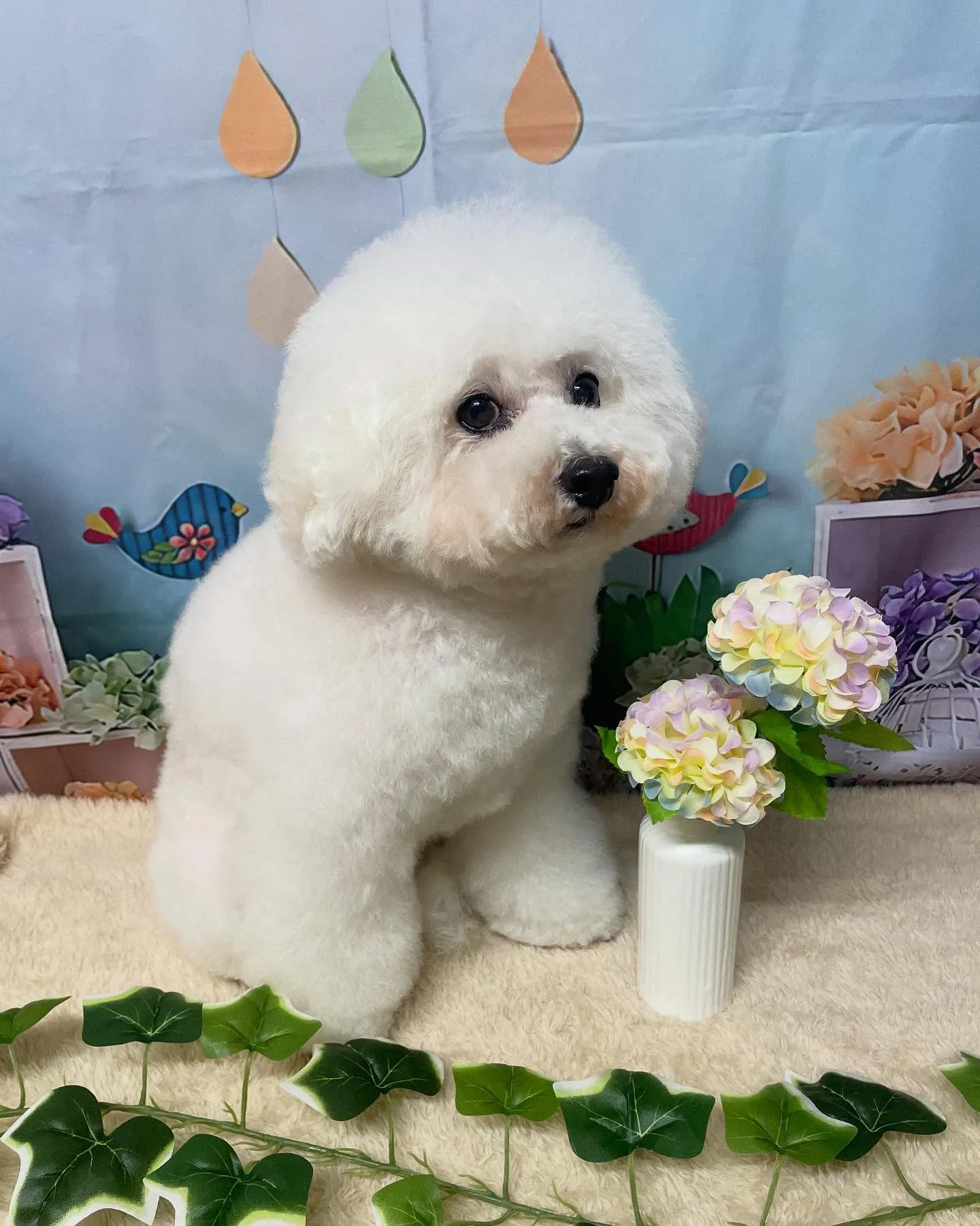 🍃今日のトリミング🍃プードル🐶｜名東区・千種区・守山区の動物...