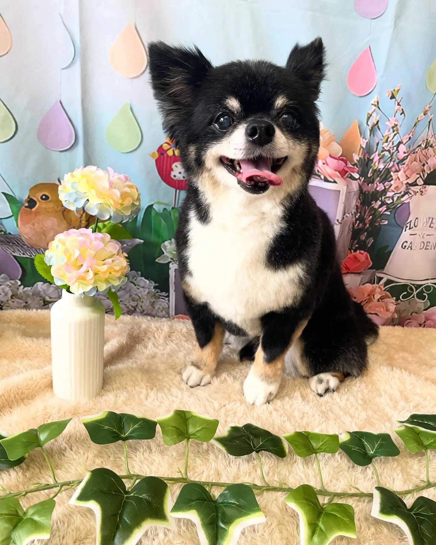 🍃今日のトリミング🍃チワワ🐶｜名東区・千種区・守山区の動物病...