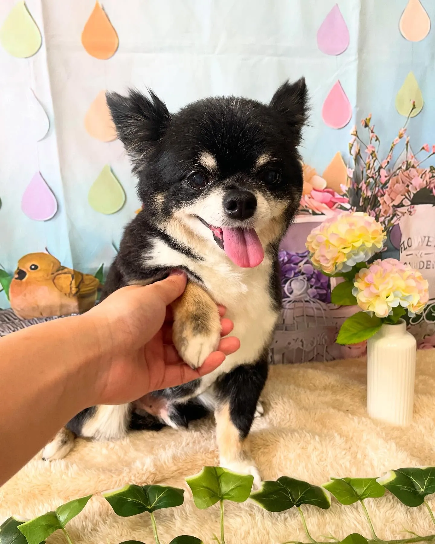 🍃今日のトリミング🍃チワワ🐶｜名東区・千種区・守山区の動物病...