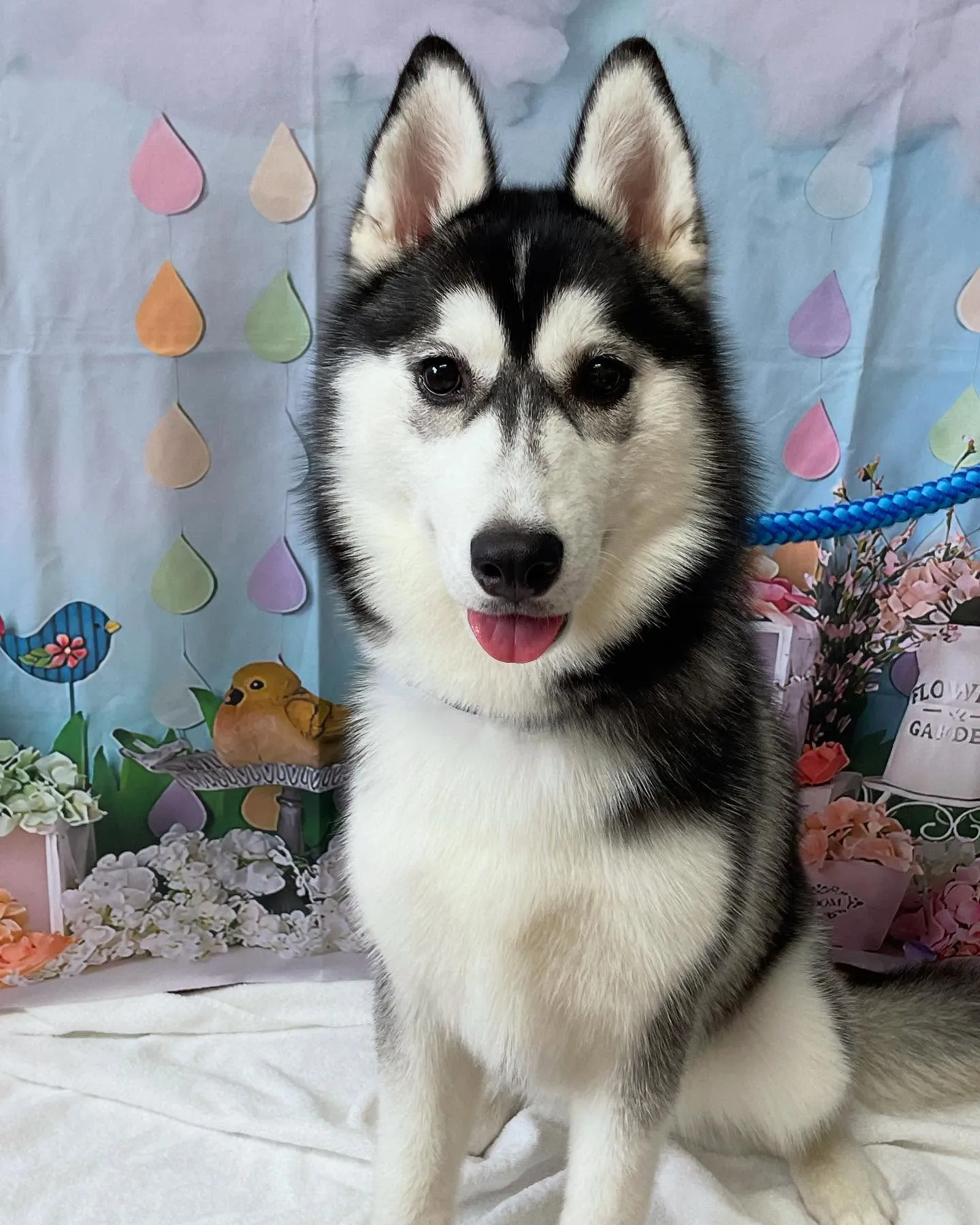 🍃今日のトリミング🍃ハスキー🐶｜名東区・千種区・守山区の動物...