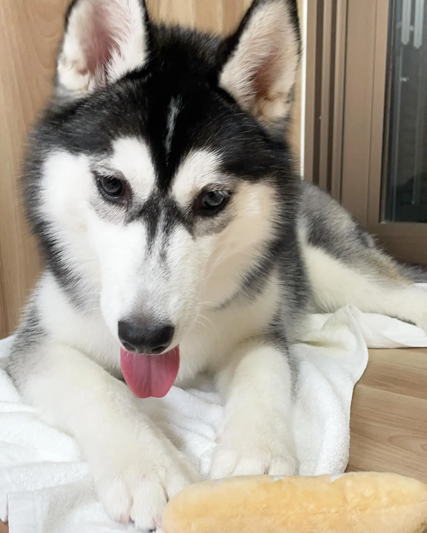 🍃今日のトリミング🍃ハスキー🐶｜名東区・千種区・守山区の動物...
