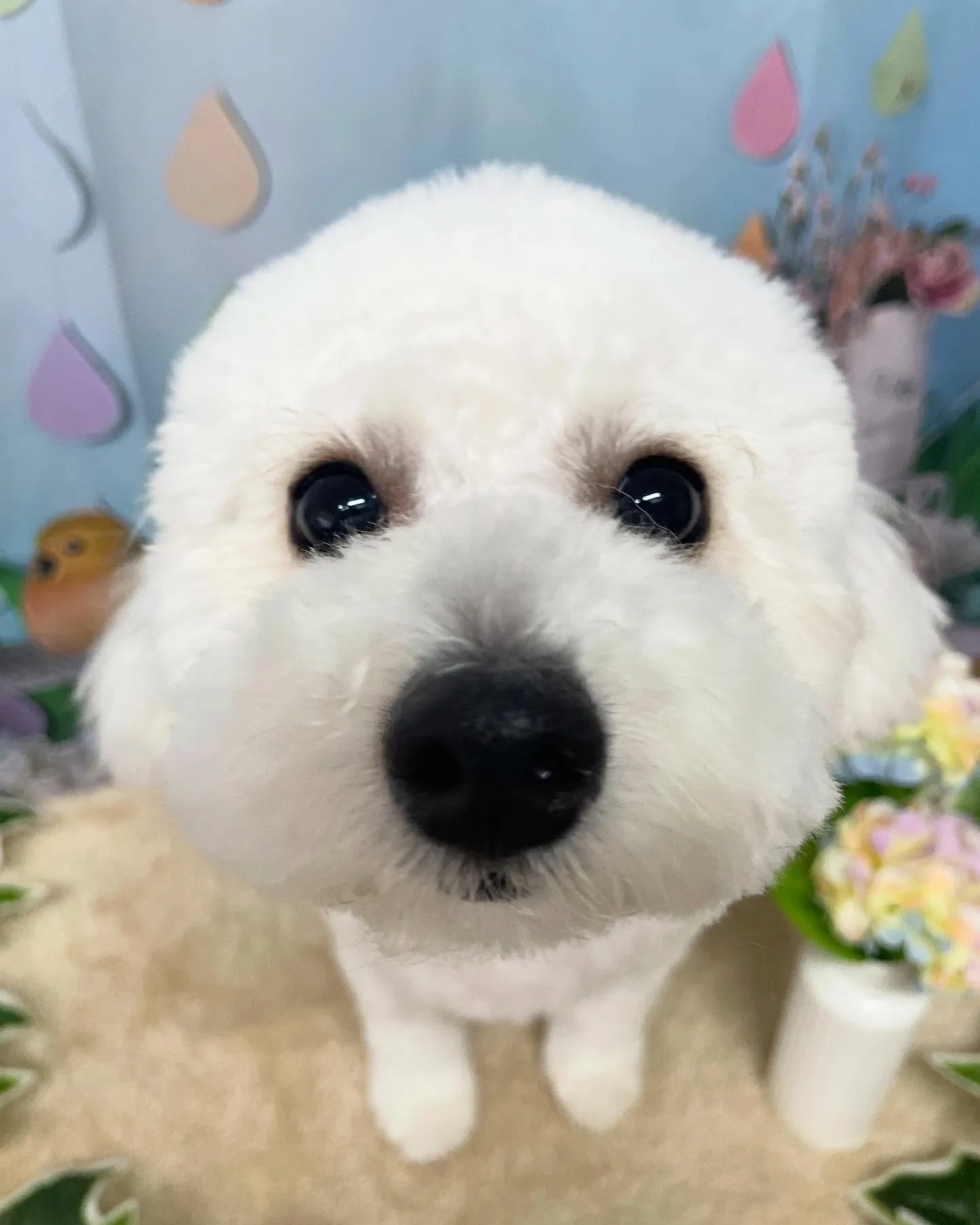 🍃今日のトリミング🍃ミックス犬🐶｜名東区・千種区・守山区の動...