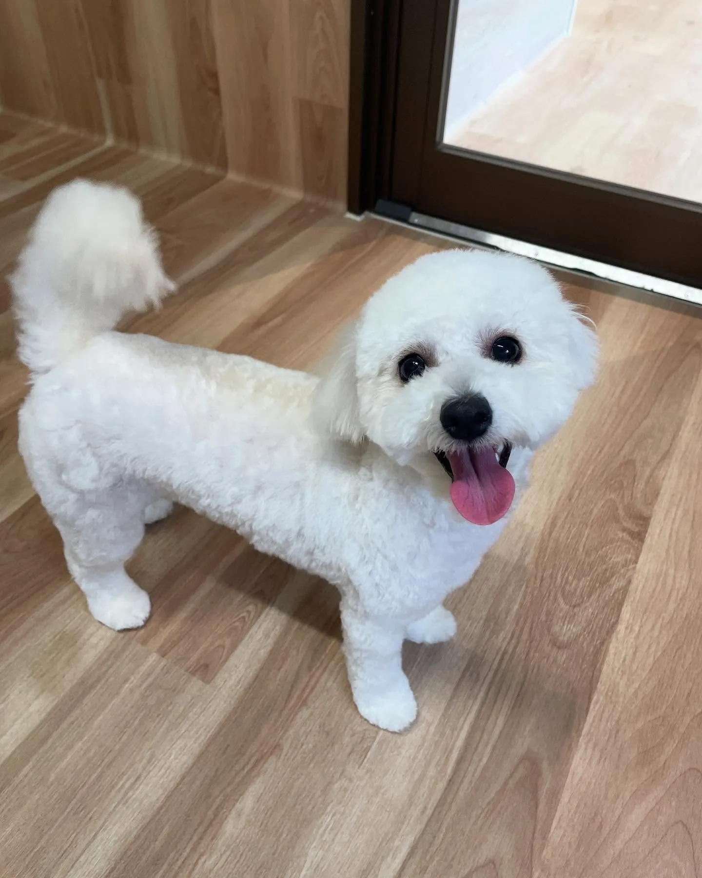 🍃今日のトリミング🍃ミックス犬🐶｜名東区・千種区・守山区の動...