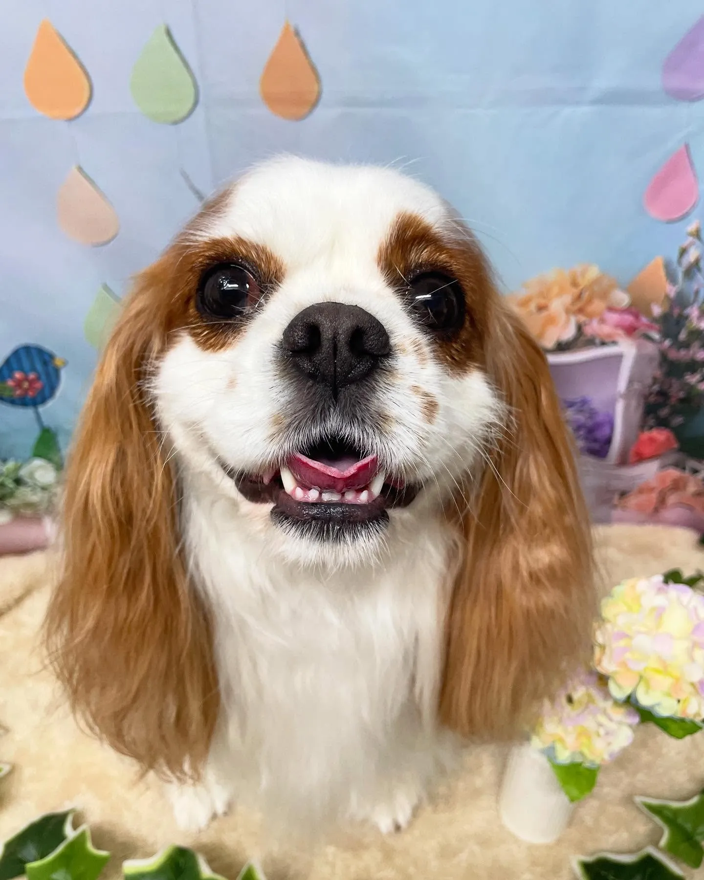 🍃今日のトリミング🍃キャバリア🐶｜名東区・千種区・守山区の動...
