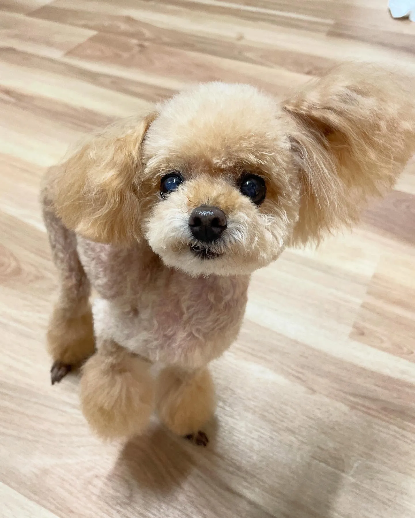 🍃今日のトリミング🍃プードル🐶｜名東区・千種区・守山区の動物...