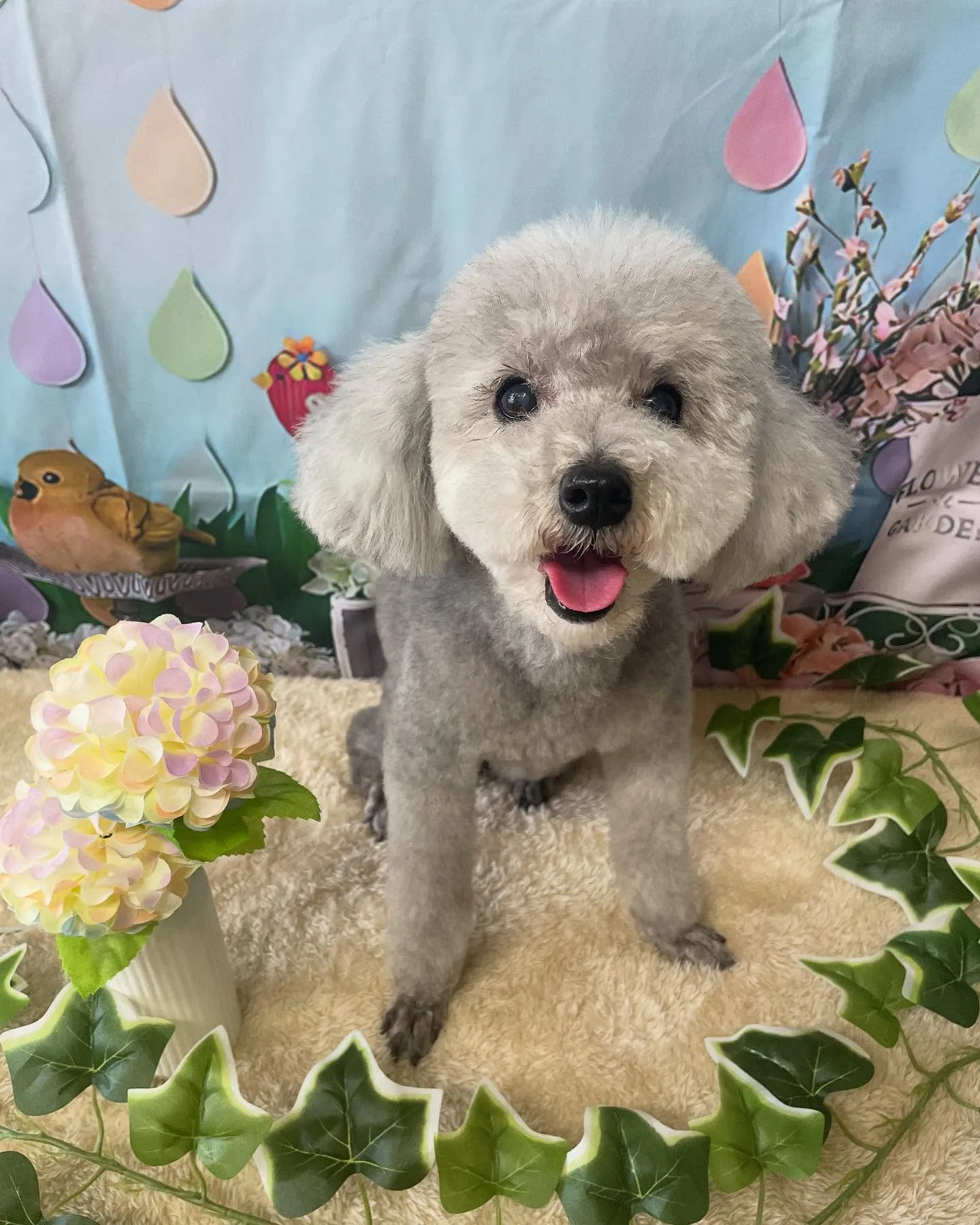 🍃今日のトリミング🍃プードル🐶｜名東区・千種区・守山区の動物...