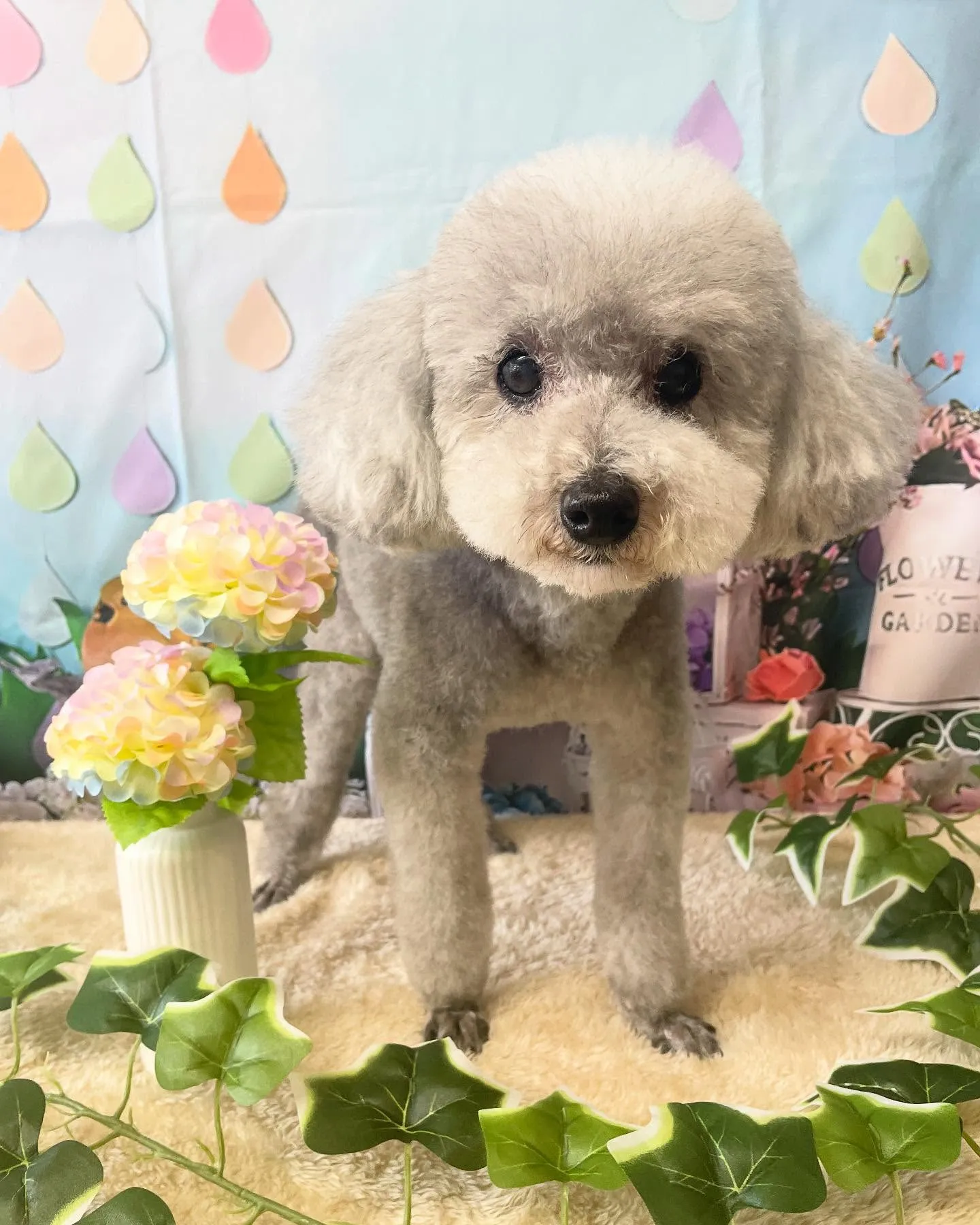 🍃今日のトリミング🍃プードル🐶｜名東区・千種区・守山区の動物...