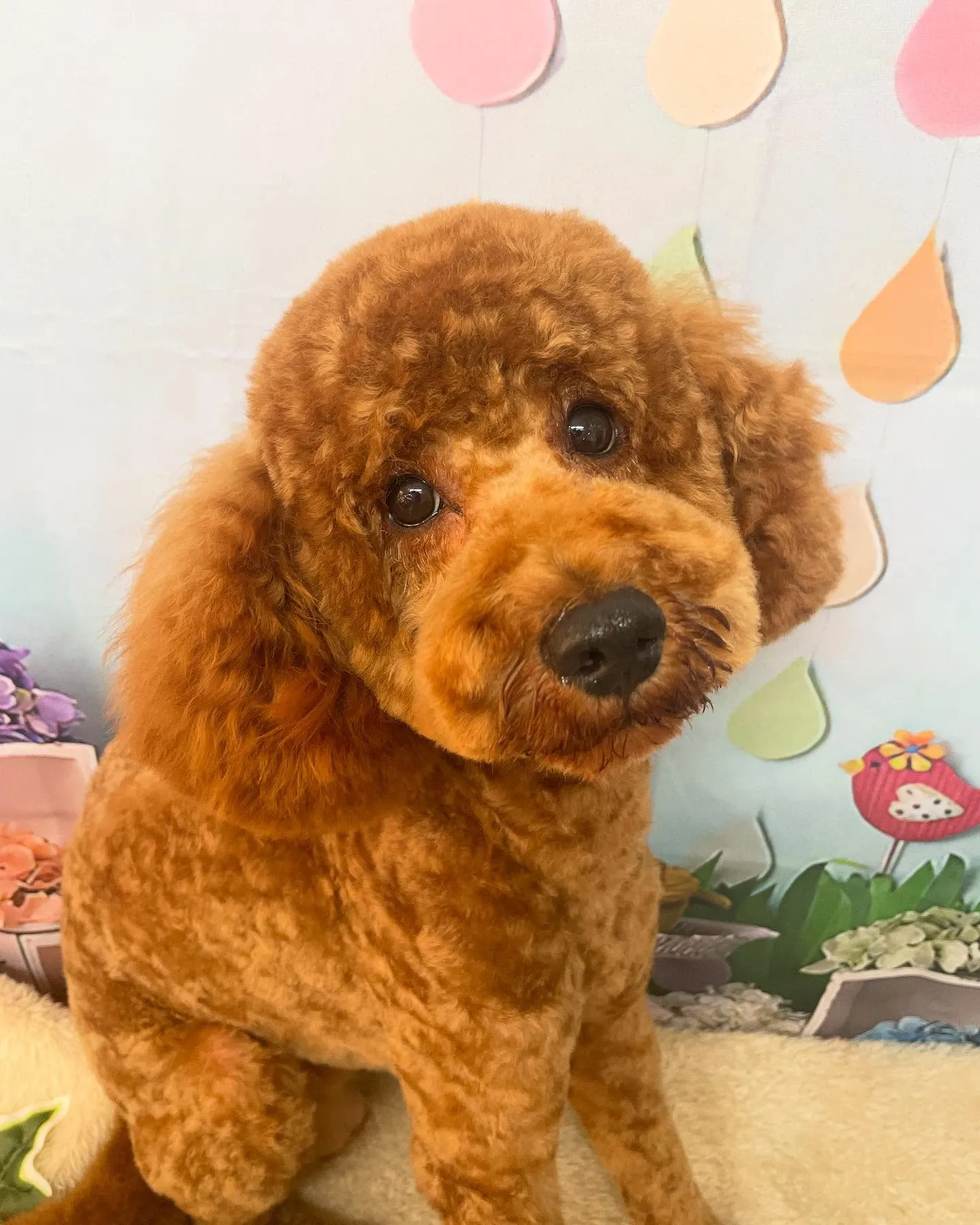 🍃今日のトリミング🍃プードル🐶｜名東区・千種区・守山区の動物...