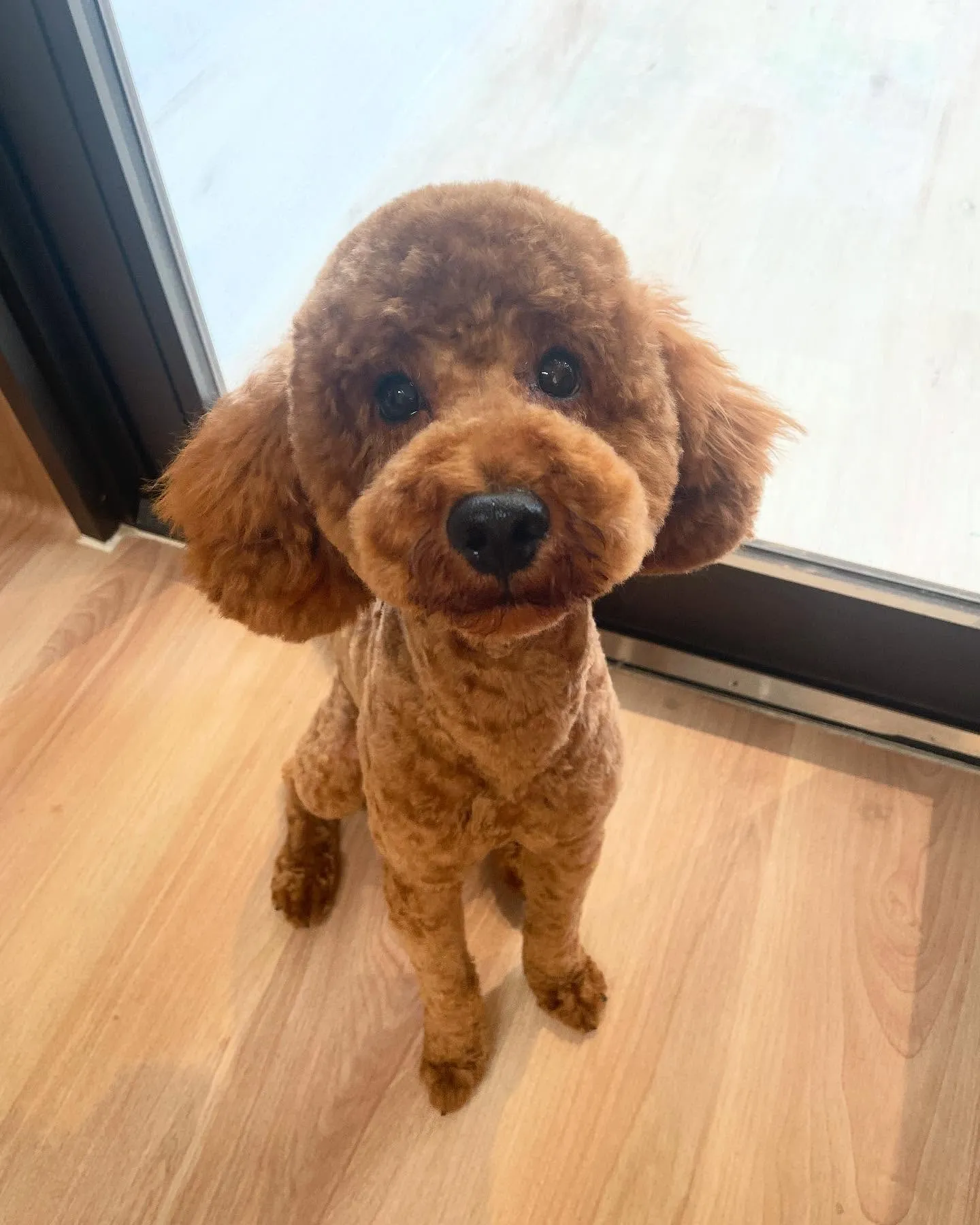 🍃今日のトリミング🍃プードル🐶｜名東区・千種区・守山区の動物...