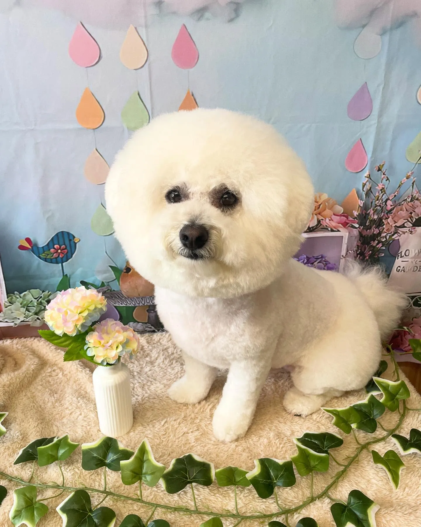 🍃今日のトリミング🍃ビションフリーゼ🐶｜名東区・千種区・守山...