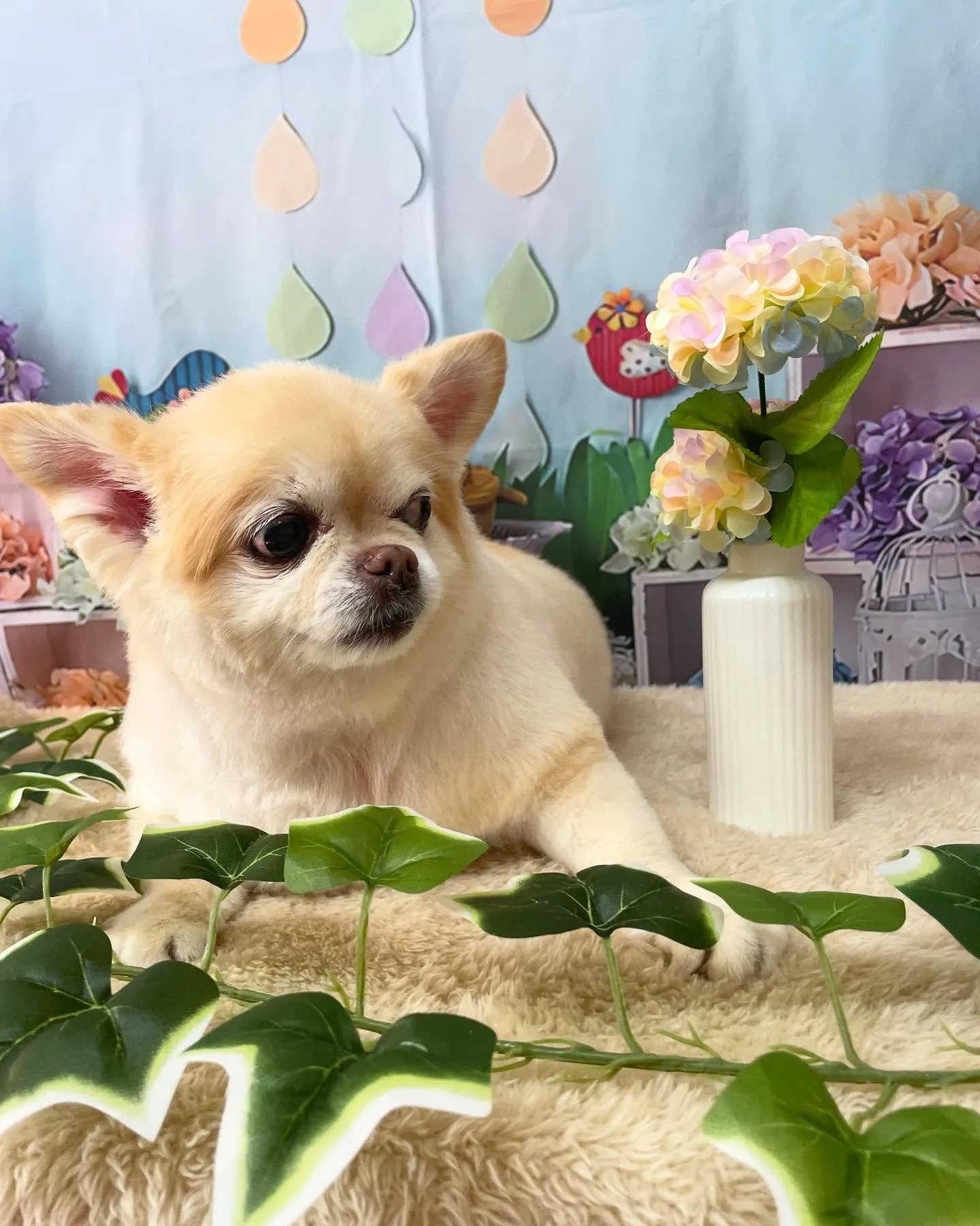🍃今日のトリミング🍃チワワ🐶｜名東区・千種区・守山区の動物病...