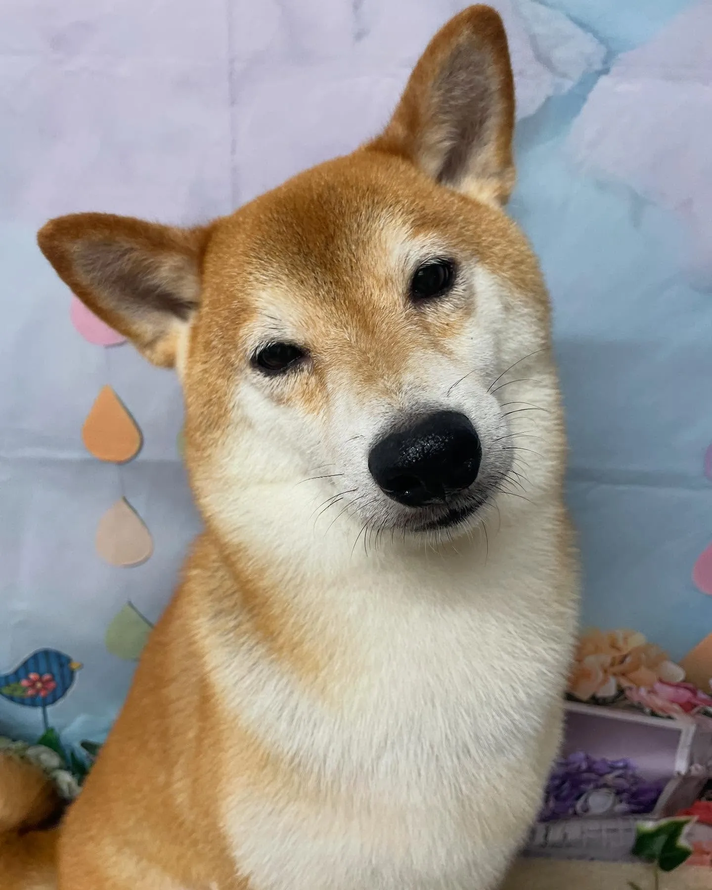 🍃今日のトリミング🍃柴犬🐶｜名東区・千種区・守山区の動物病院...