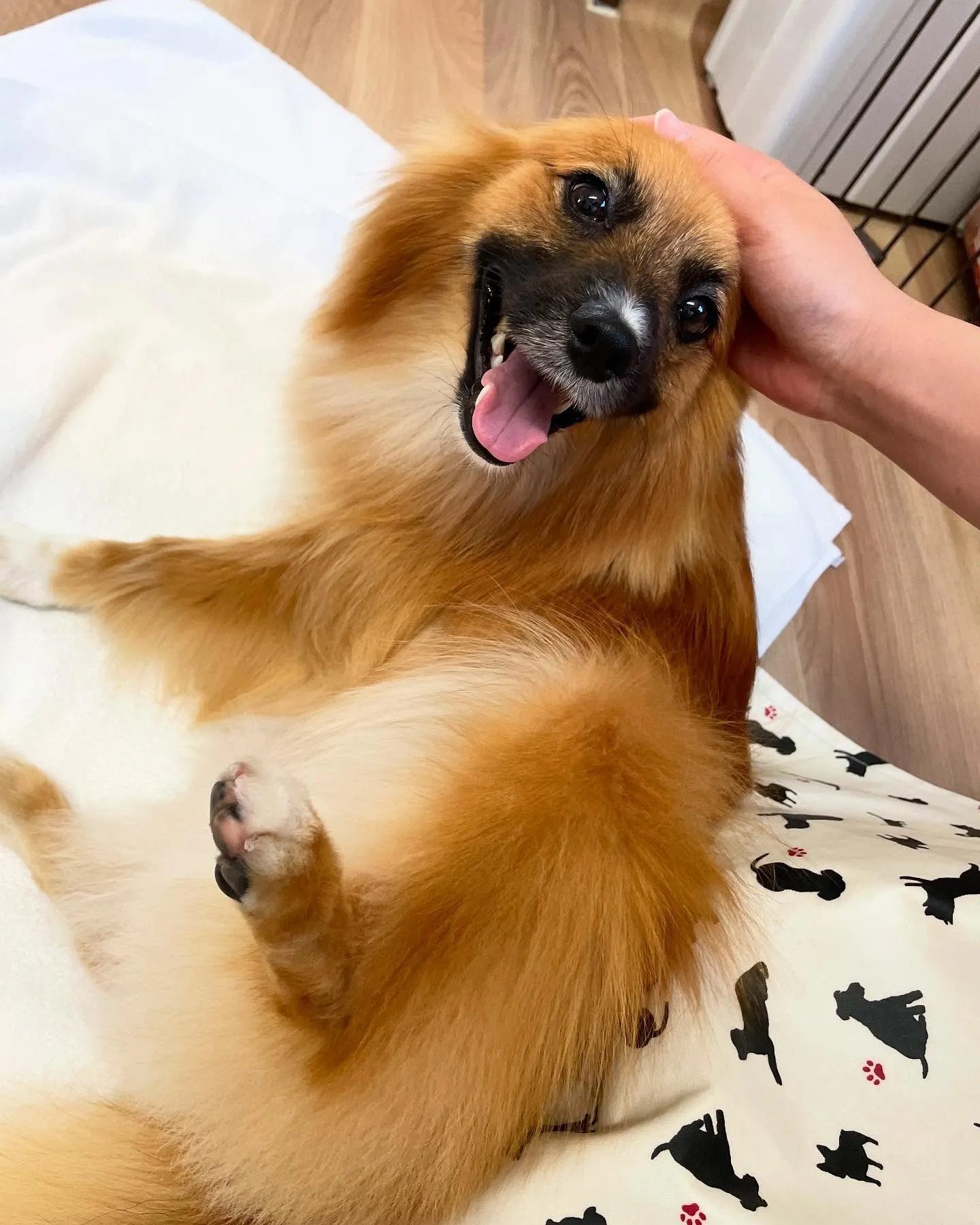 🍃今日のトリミング🍃ミックス犬🐶｜名東区・千種区・守山区の動...