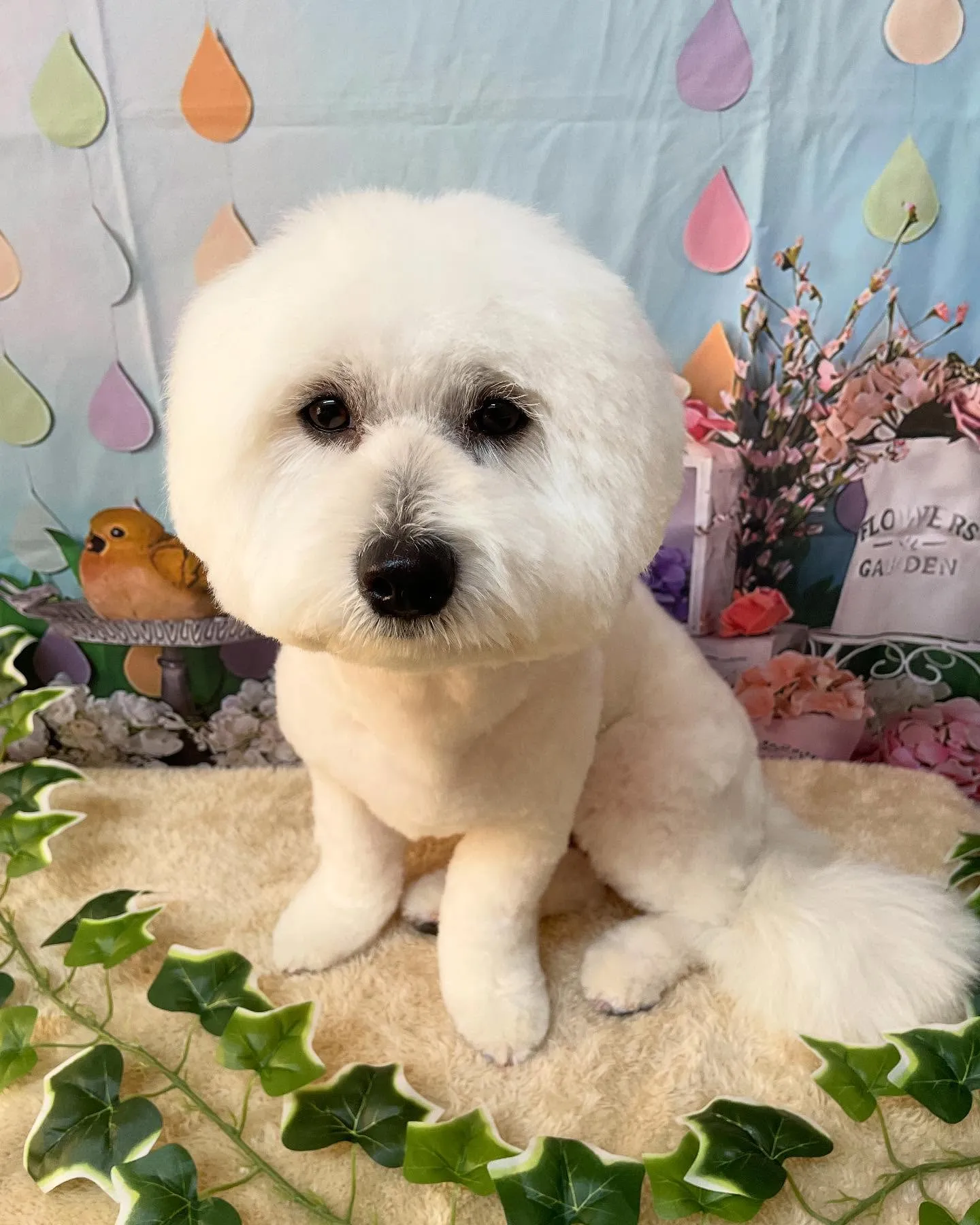 🍃今日のトリミング🍃ミックス犬🐶｜名東区・千種区・守山区の動...