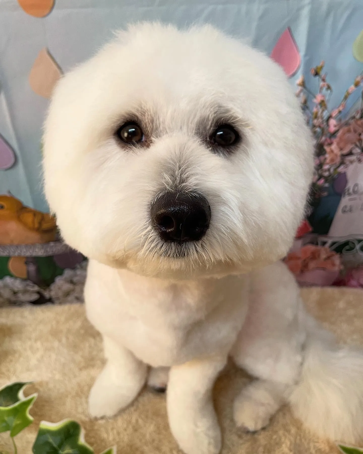 🍃今日のトリミング🍃ミックス犬🐶｜名東区・千種区・守山区の動...