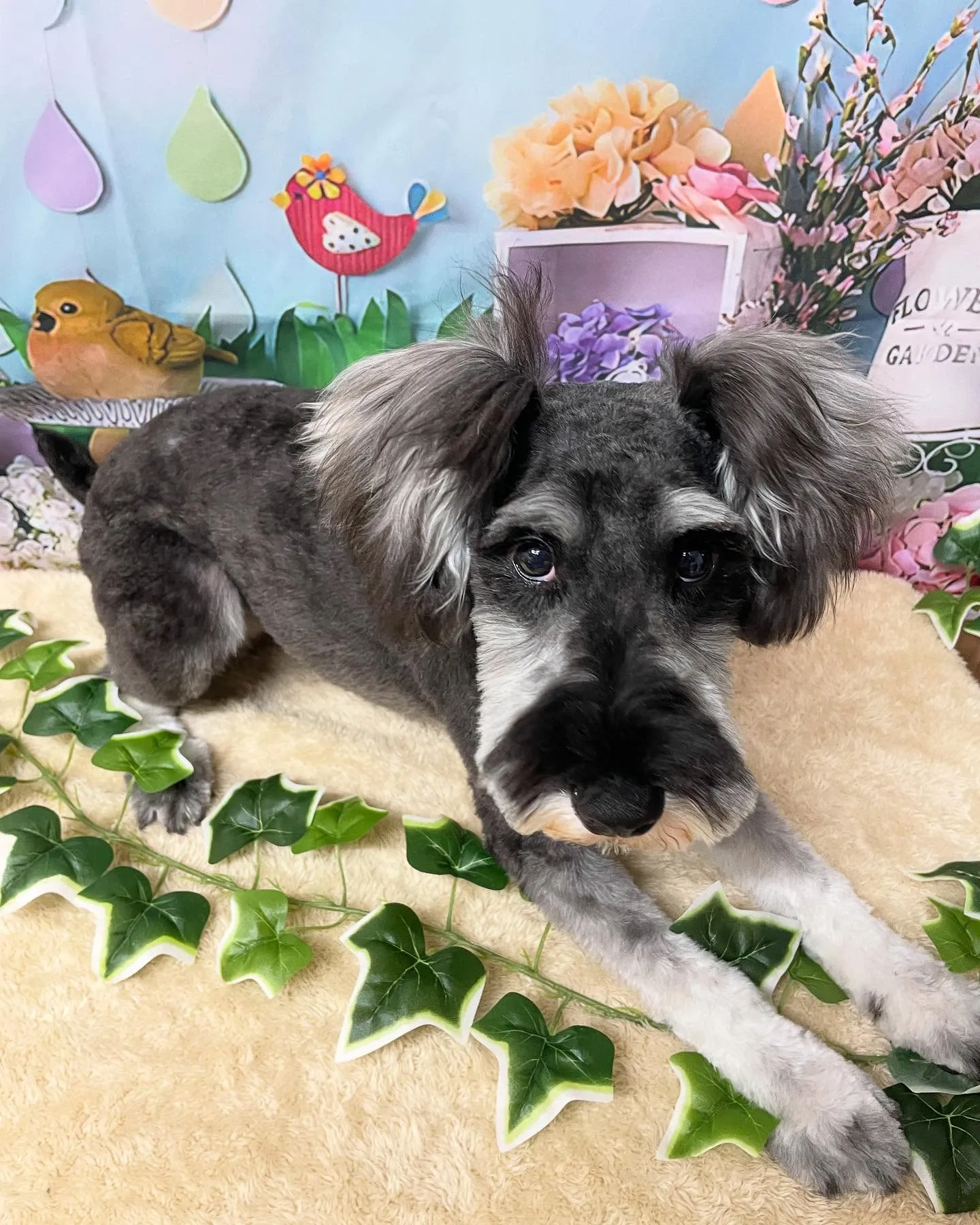 🍃今日のトリミング🍃シュナウザー🐶｜名東区・千種区・守山区の...
