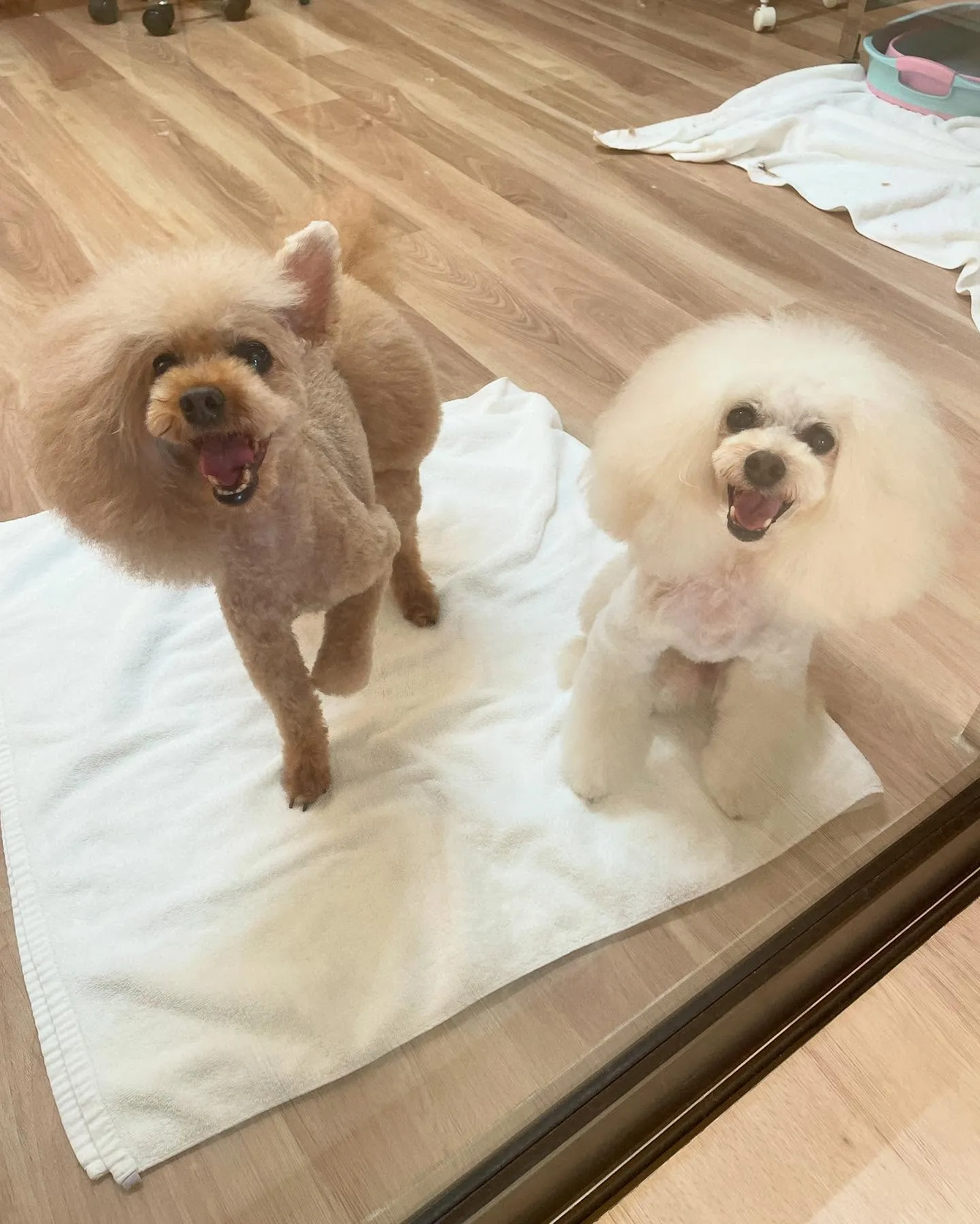 🍃今日のトリミング🍃プードル🐶｜名東区・千種区・守山区の動物...