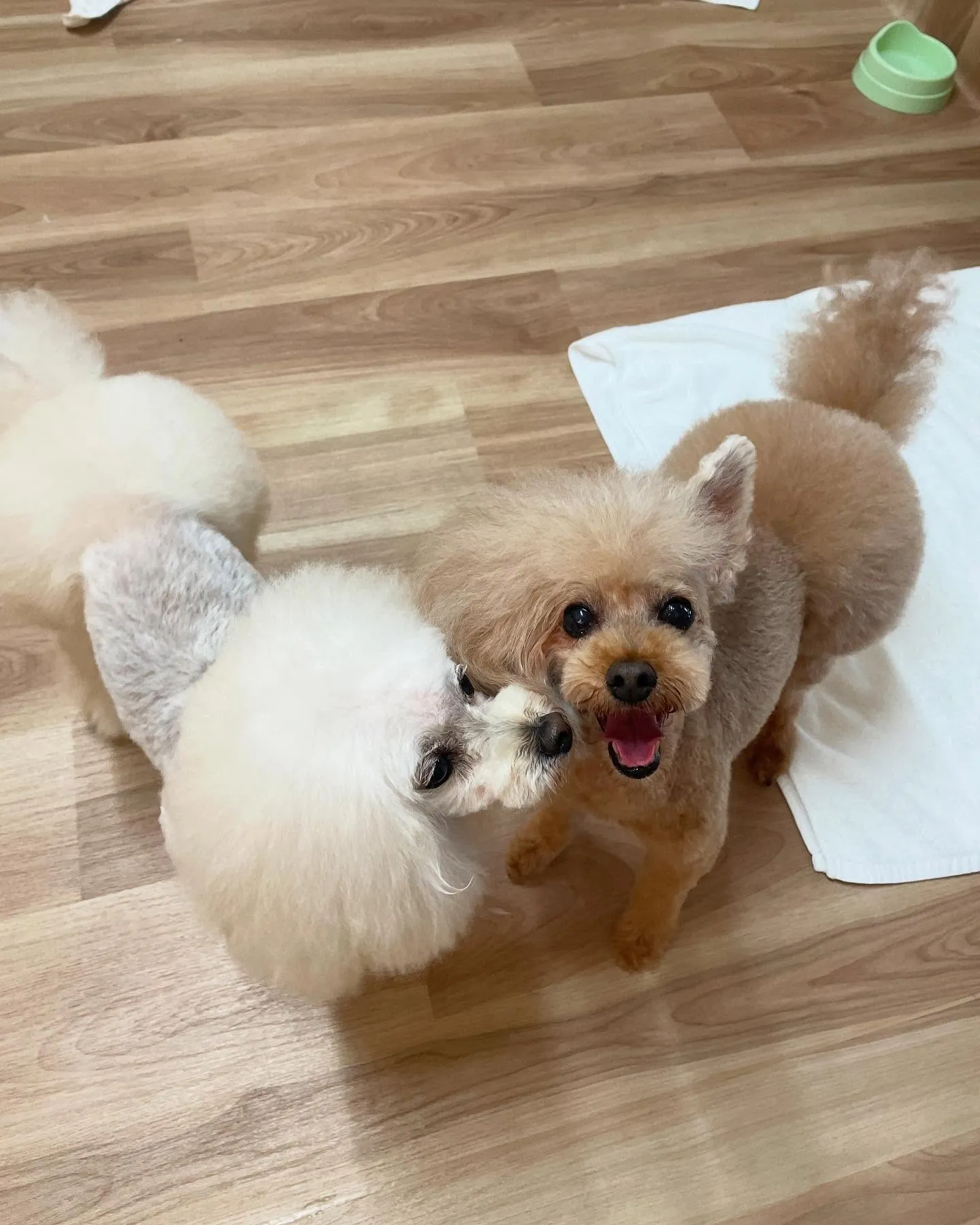 🍃今日のトリミング🍃プードル🐶｜名東区・千種区・守山区の動物...