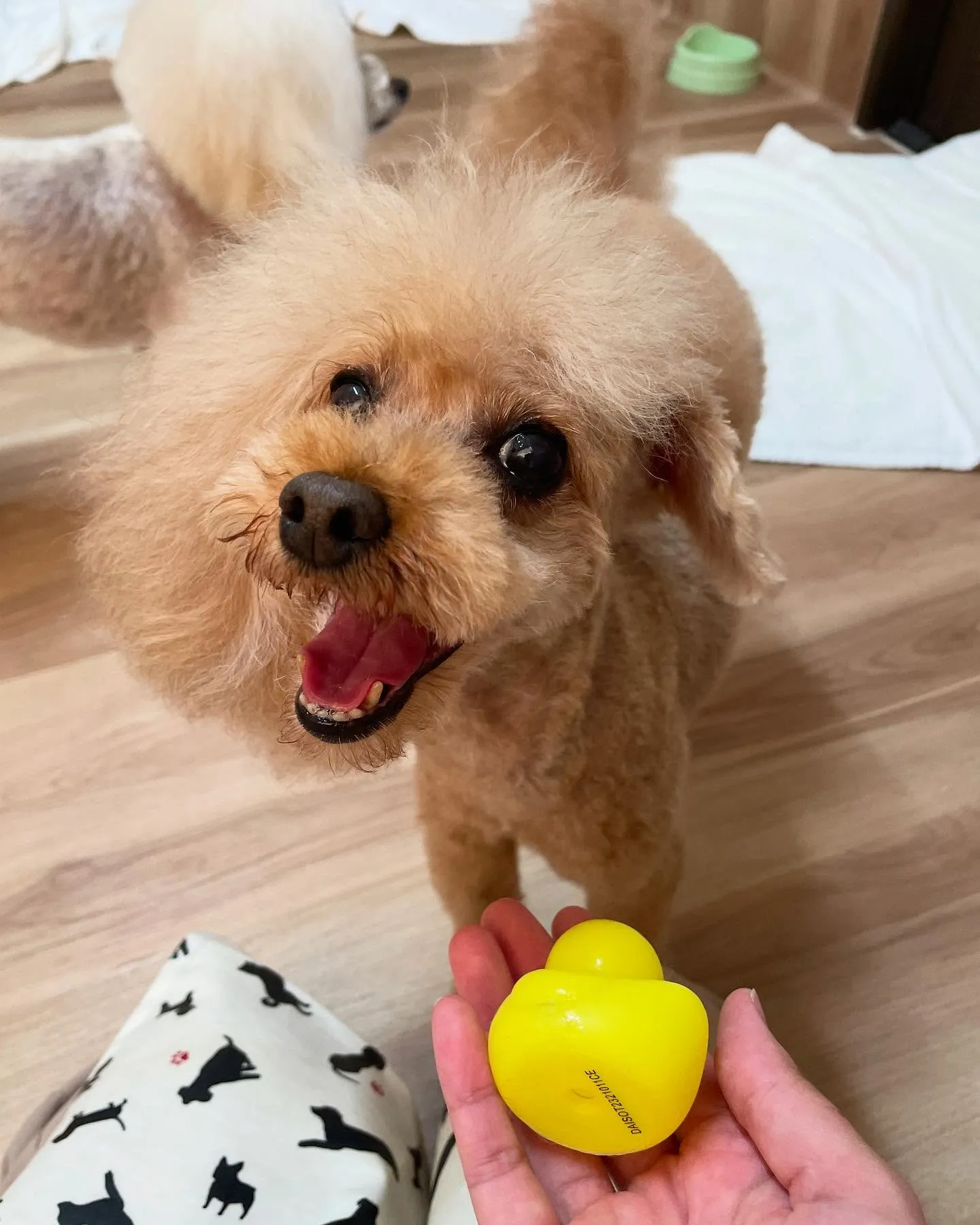 🍃今日のトリミング🍃プードル🐶｜名東区・千種区・守山区の動物...