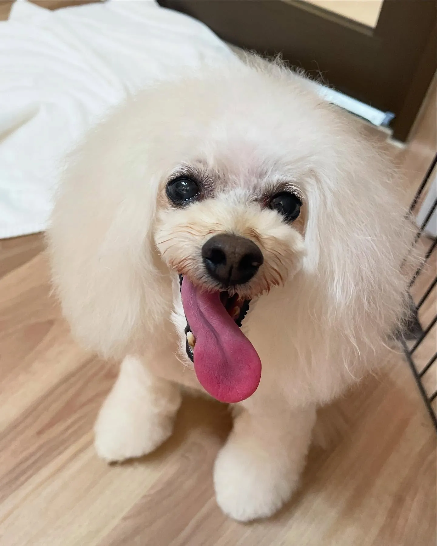 🍃今日のトリミング🍃プードル🐶｜名東区・千種区・守山区の動物...