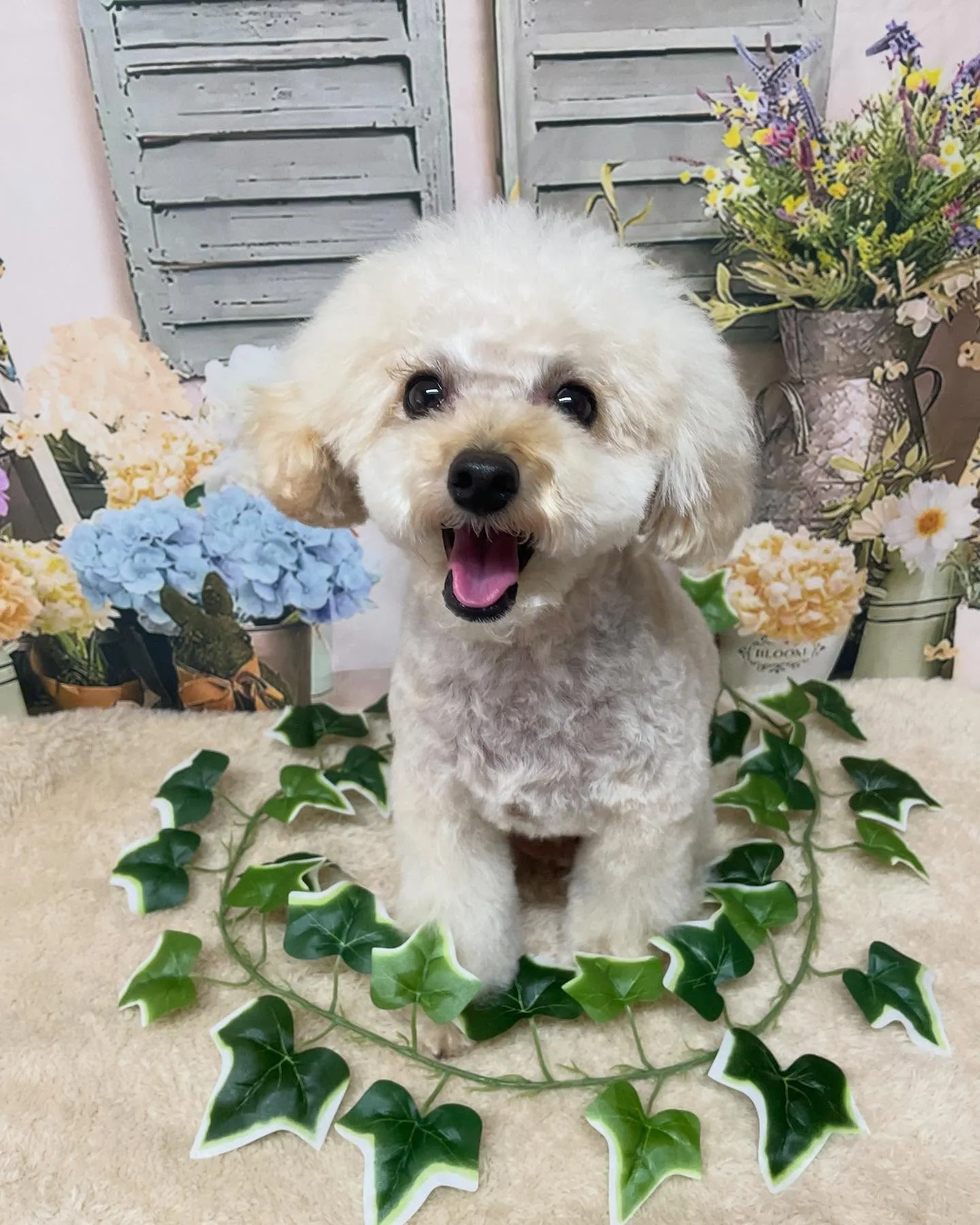 🍃今日のトリミング🍃プードル🐶｜名東区・千種区・守山区の動物...