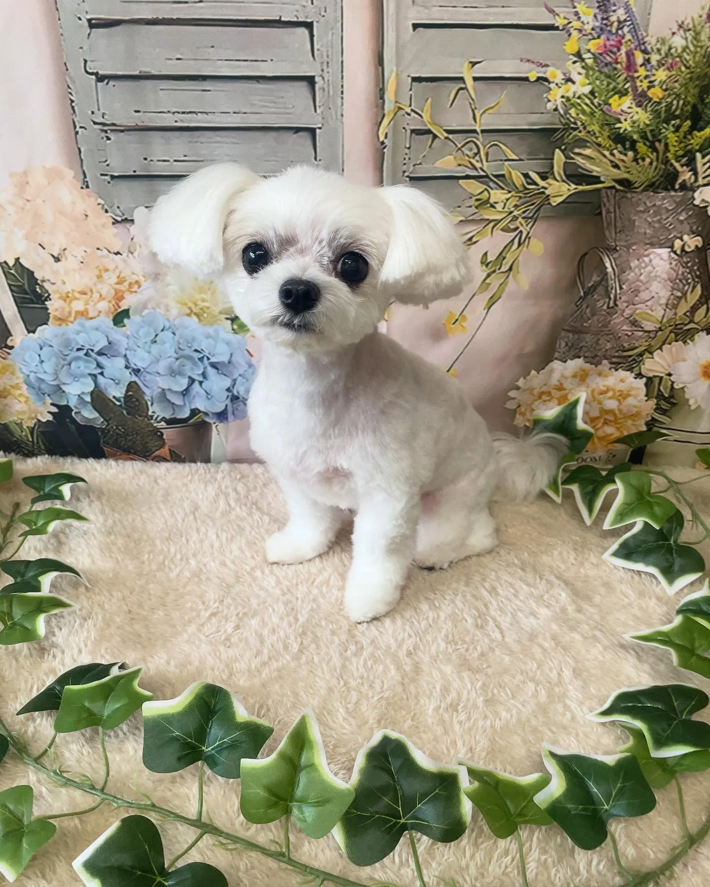 🍃今日のトリミング🍃マルチーズ🐶｜名東区・千種区・守山区の動...