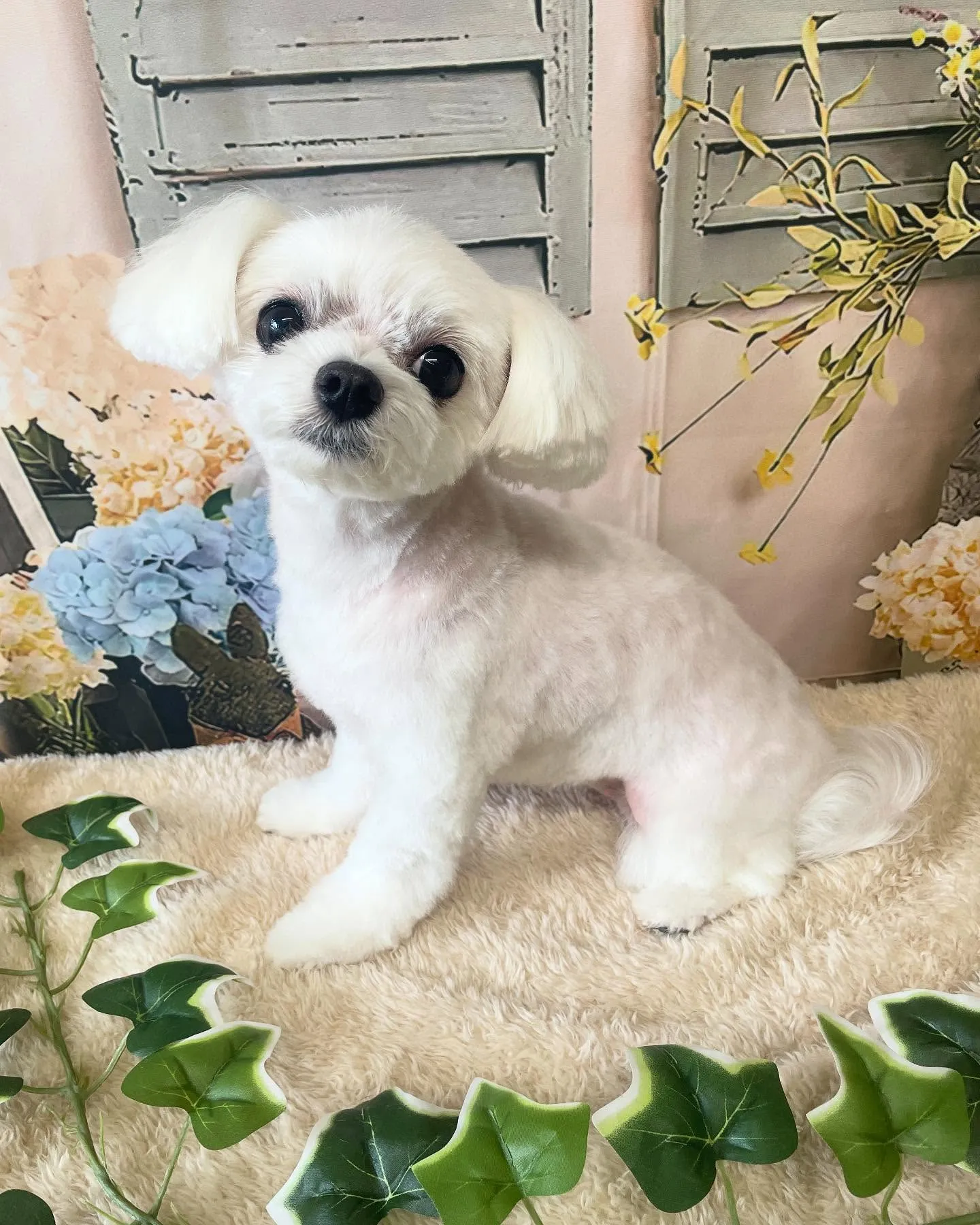 🍃今日のトリミング🍃マルチーズ🐶｜名東区・千種区・守山区の動...