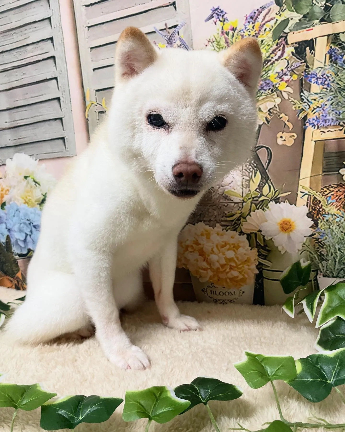 🍃今日のトリミング🍃柴犬🐶シュナウザー🐶プードル🐶｜名東区・...
