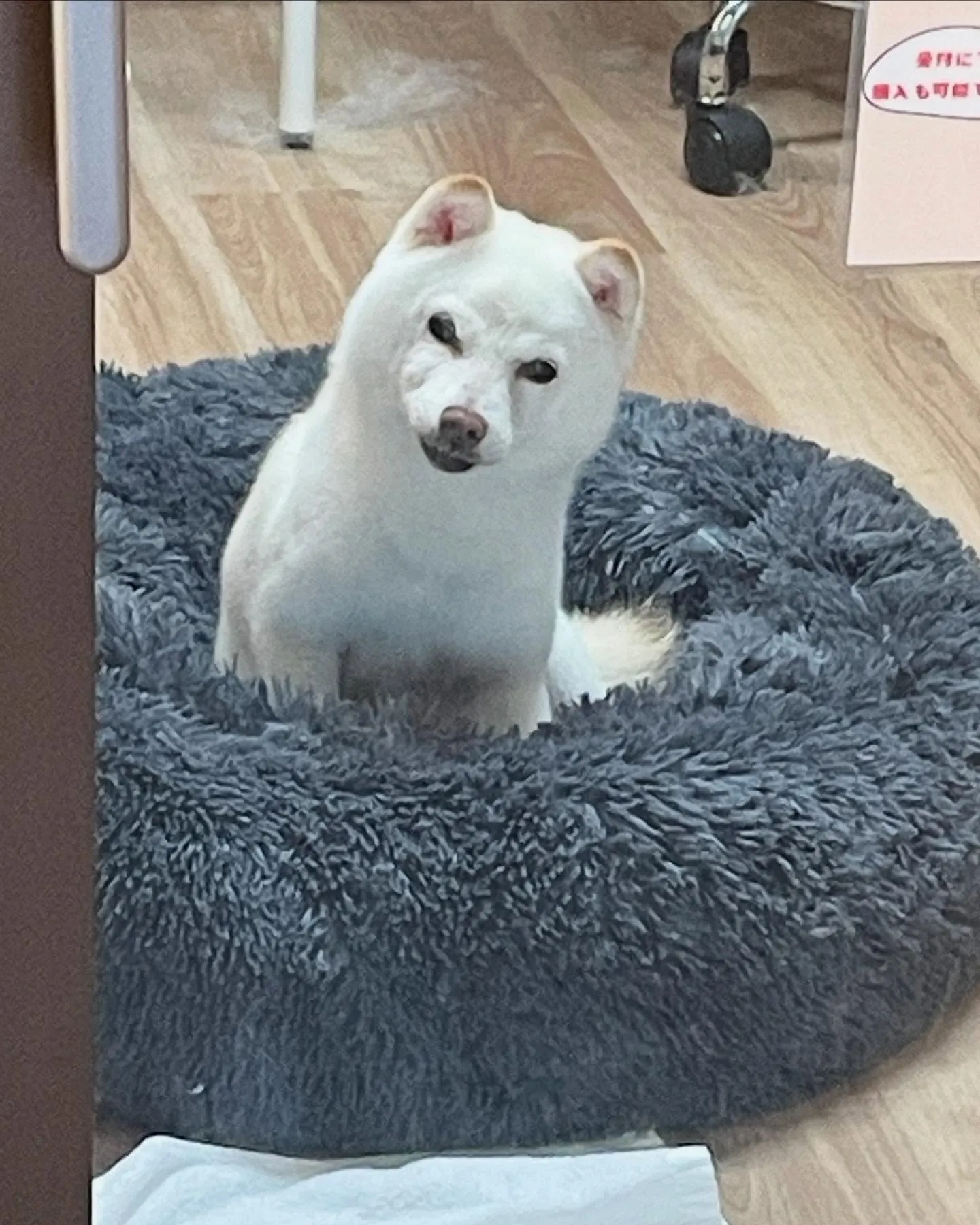 🍃今日のトリミング🍃柴犬🐶シュナウザー🐶プードル🐶｜名東区・...