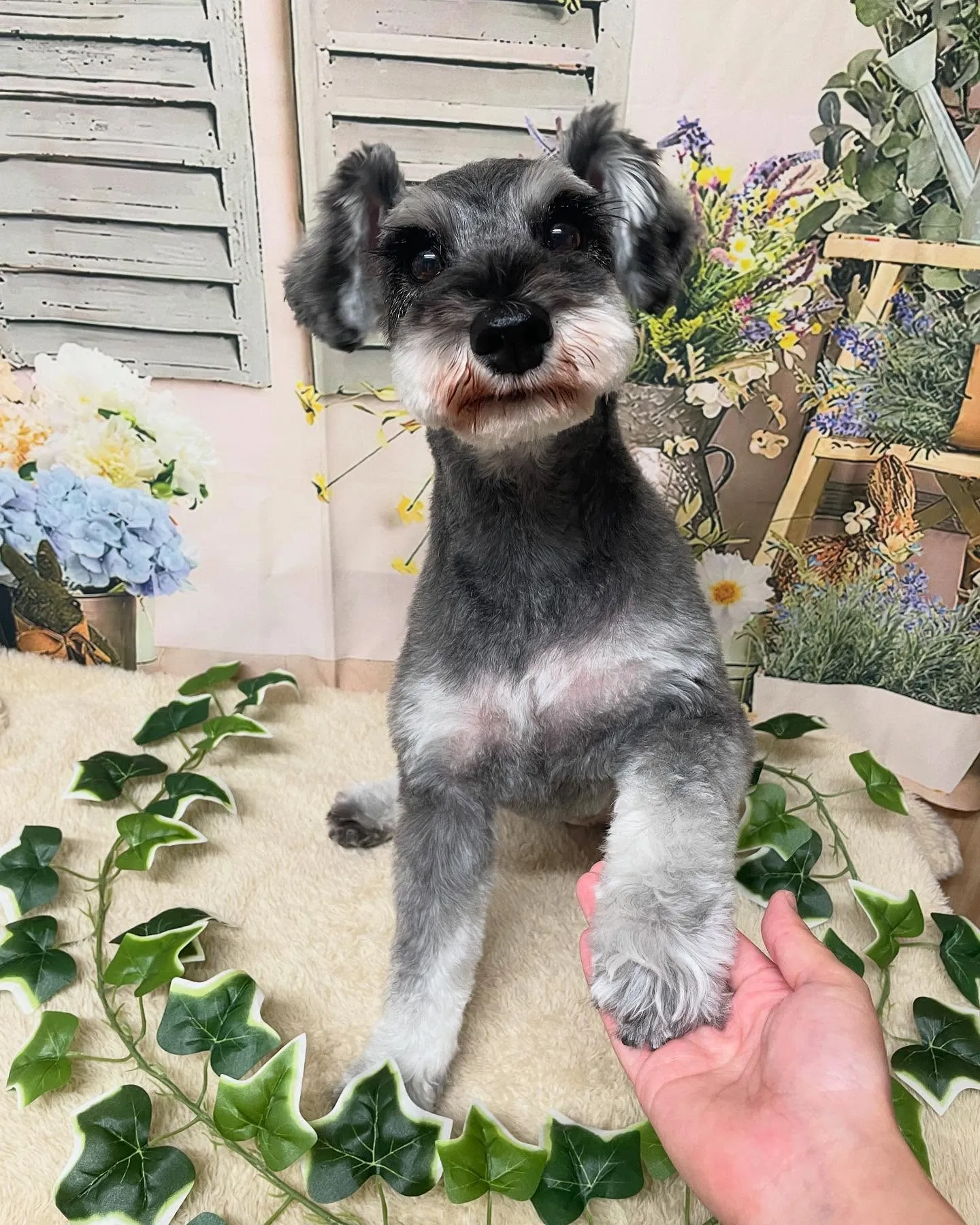 🍃今日のトリミング🍃柴犬🐶シュナウザー🐶プードル🐶｜名東区・...