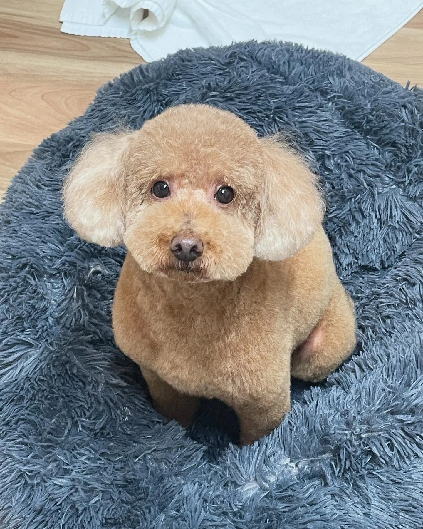 🍃今日のトリミング🍃柴犬🐶シュナウザー🐶プードル🐶｜名東区・...