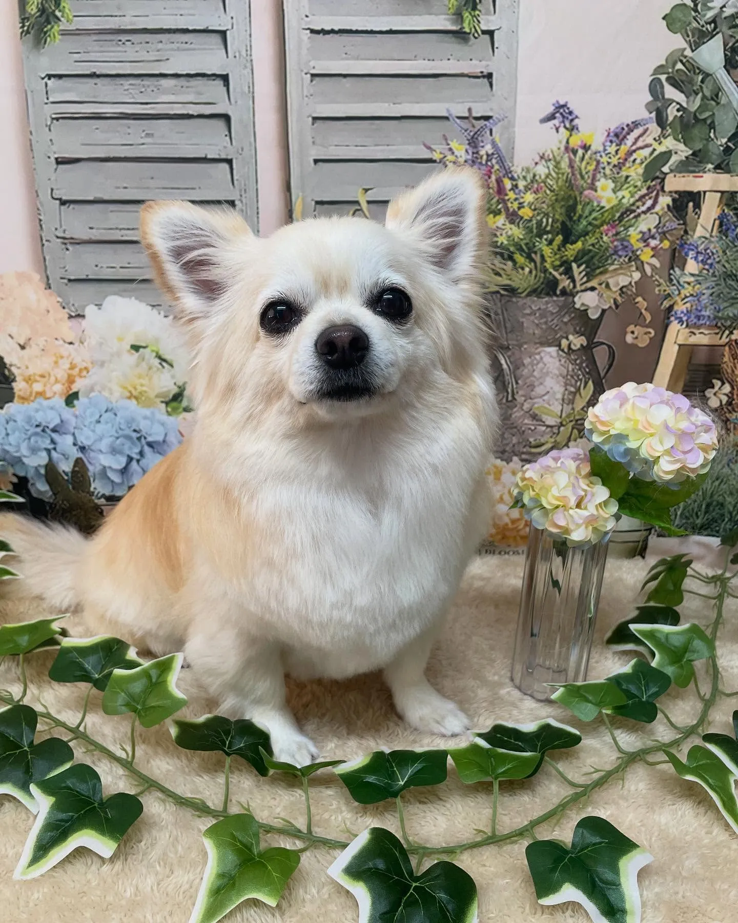 🍃今日のトリミング🍃チワワ🐶｜名東区・千種区・守山区の動物病...