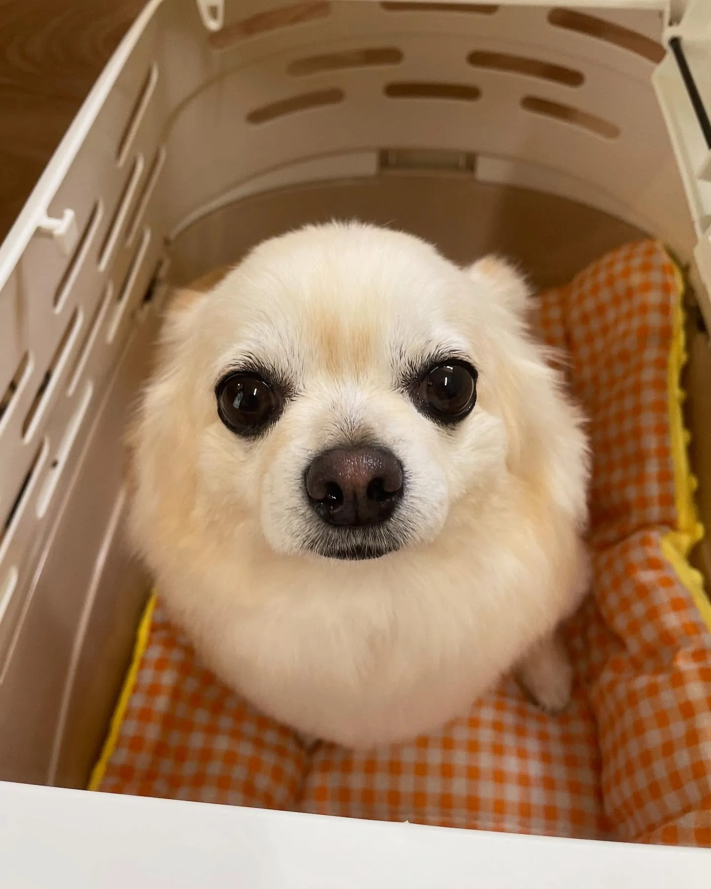 🍃今日のトリミング🍃チワワ🐶｜名東区・千種区・守山区の動物病...