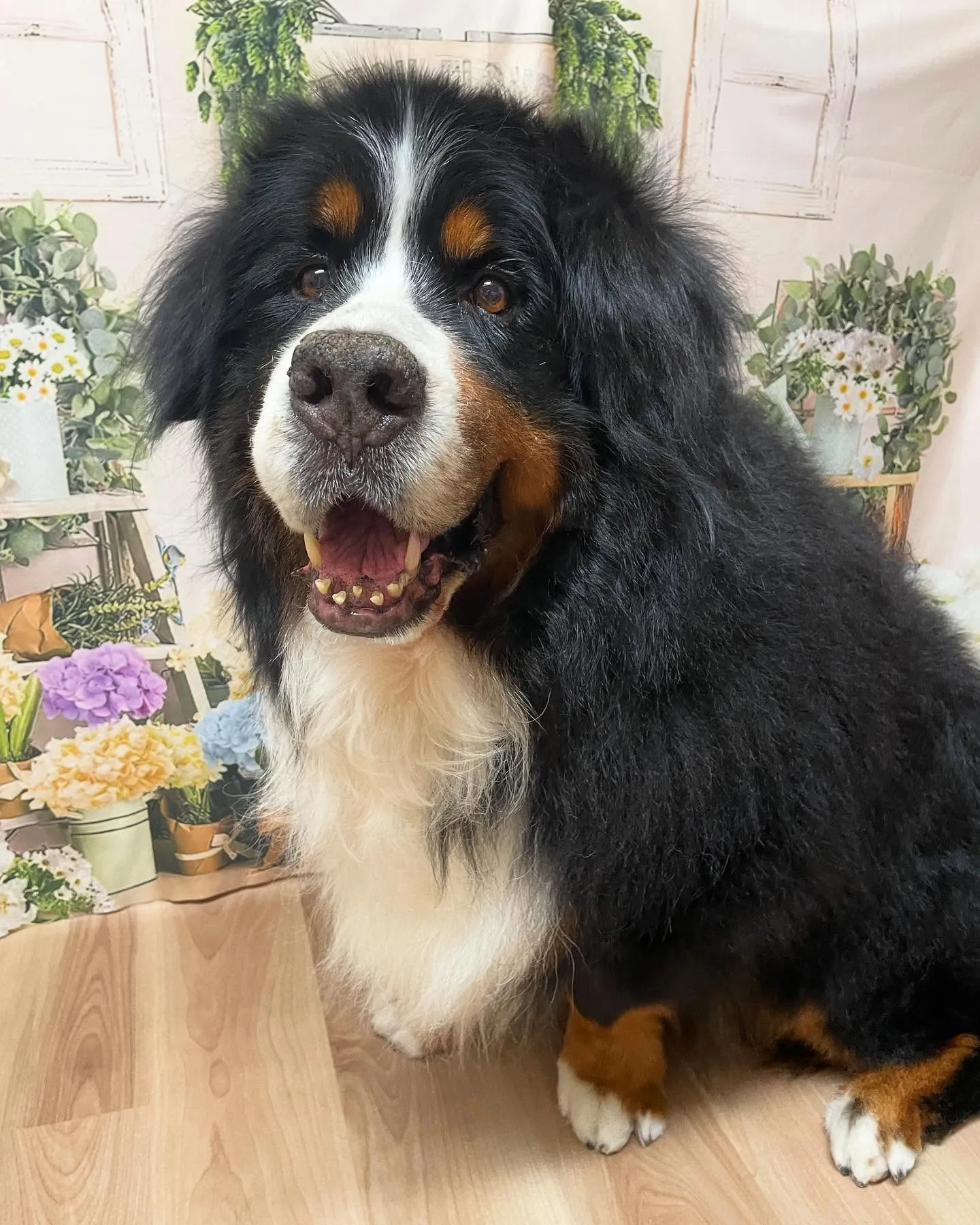 🍃今日のトリミング🍃バーニーズマウンテンドッグ🐶｜名東区・千...