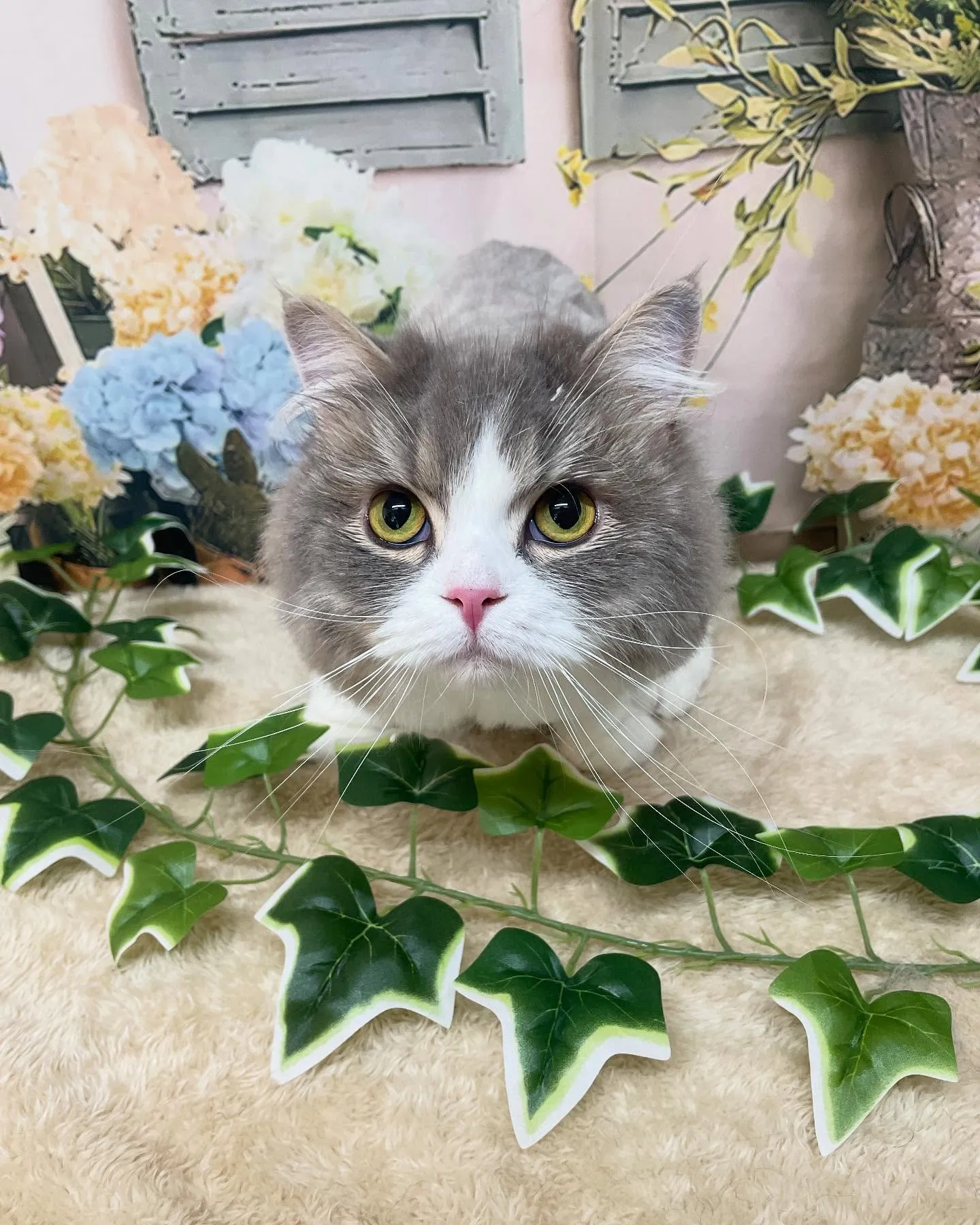 🍃今日のトリミング🍃サイベリアン🐱｜名東区・千種区・守山区の...