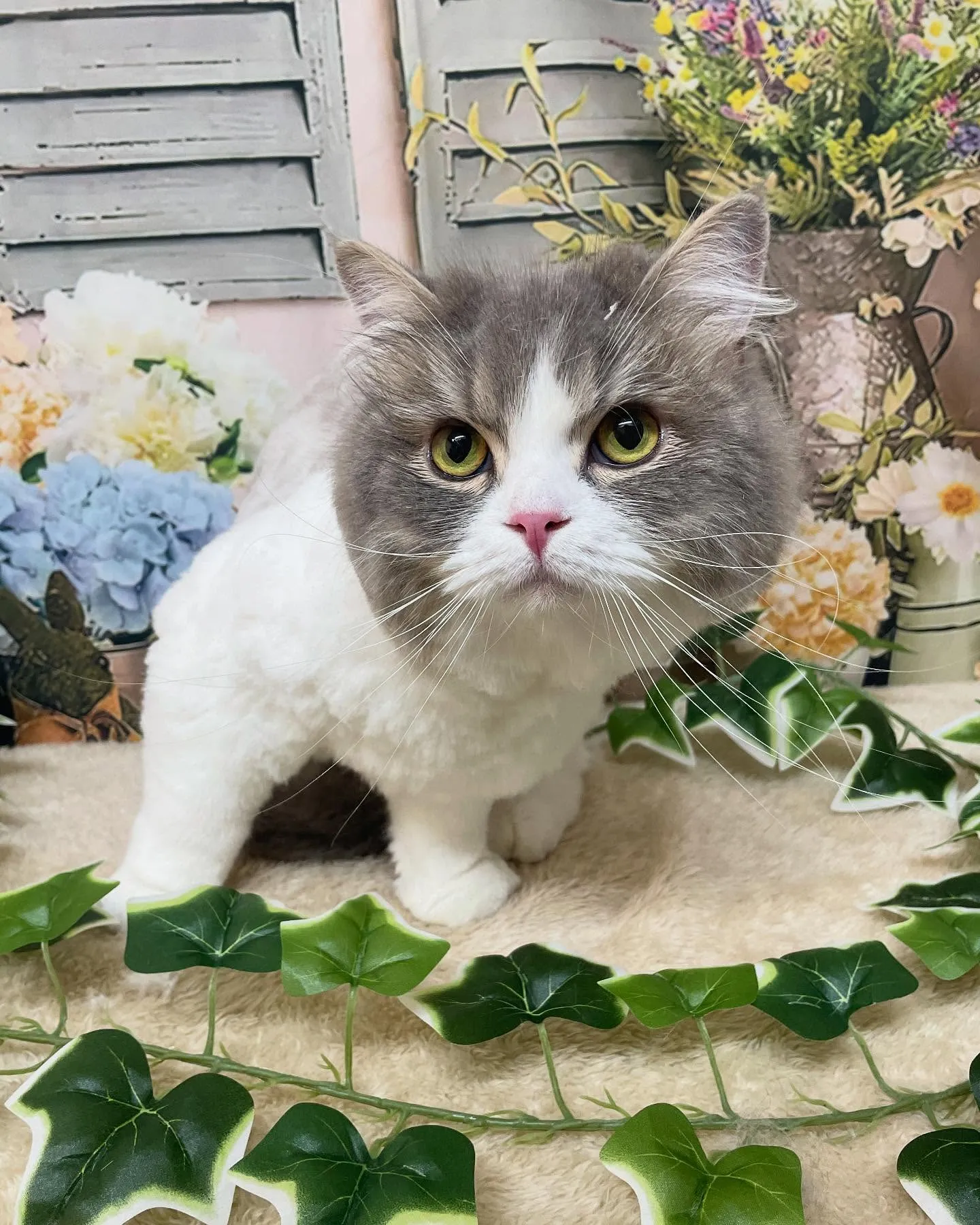 🍃今日のトリミング🍃サイベリアン🐱｜名東区・千種区・守山区の...