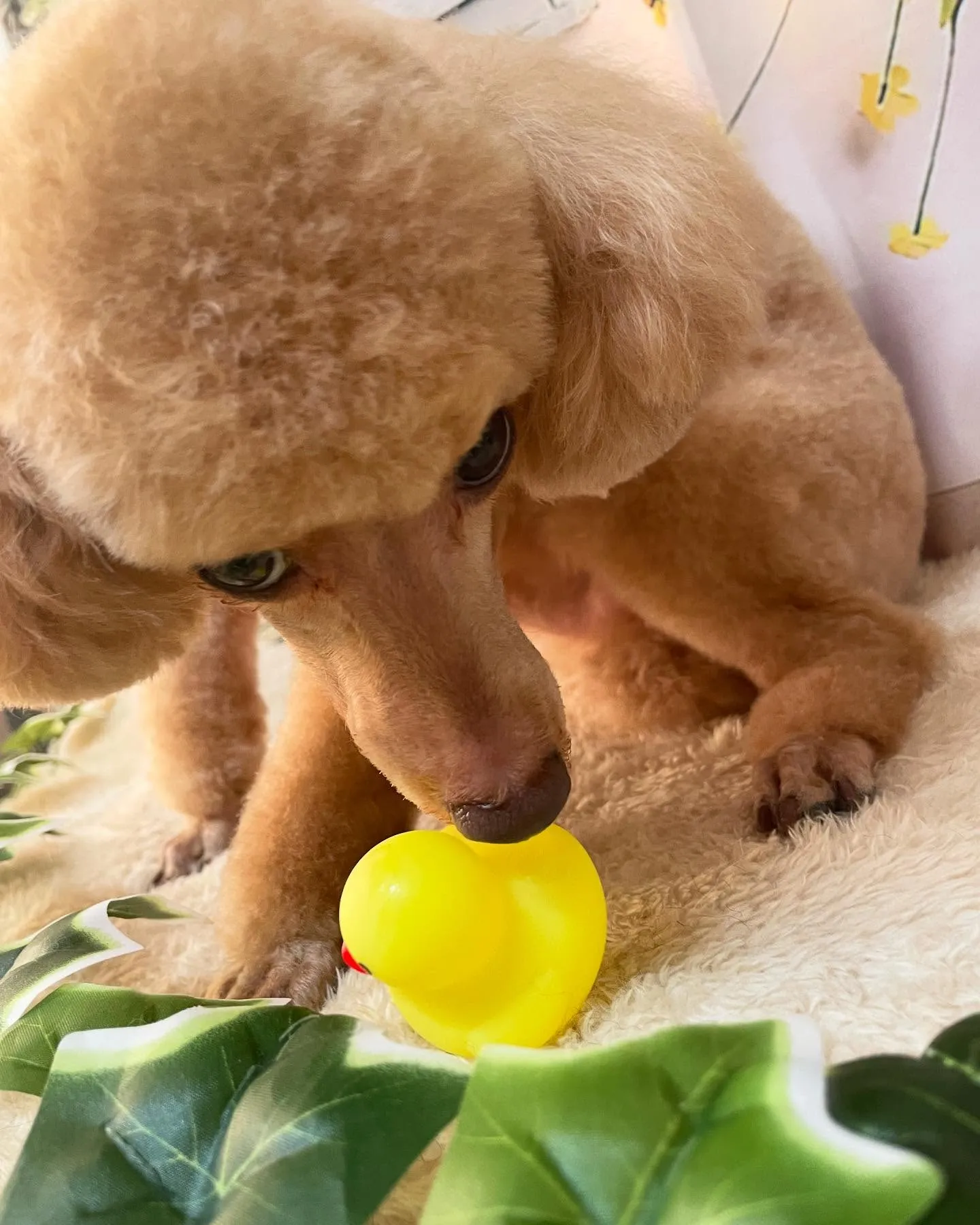 🍃今日のトリミング🍃プードル🐶｜名東区・千種区・守山区の動物...