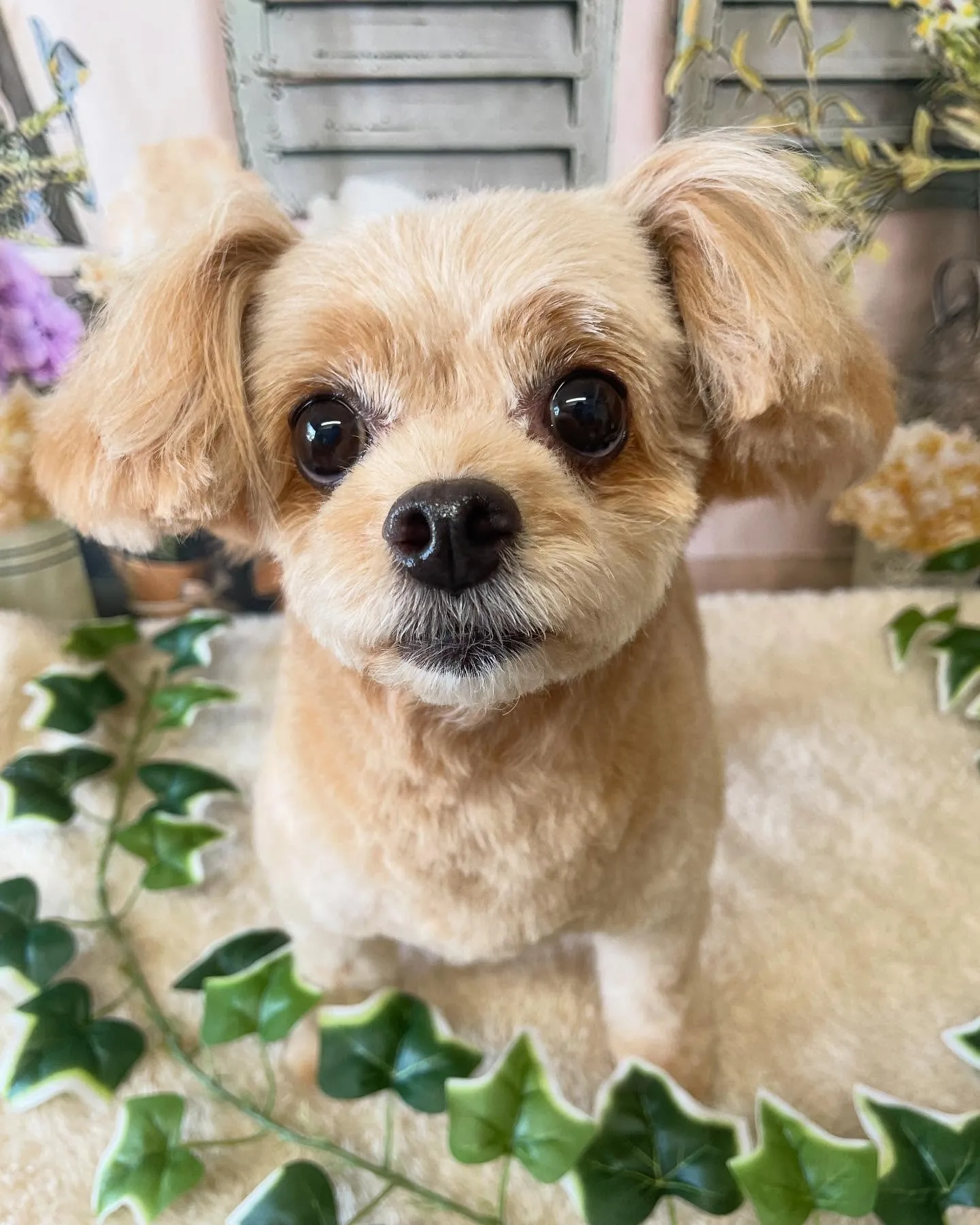 🍃今日のトリミング🍃ミックス犬🐶｜名東区・千種区・守山区の動...